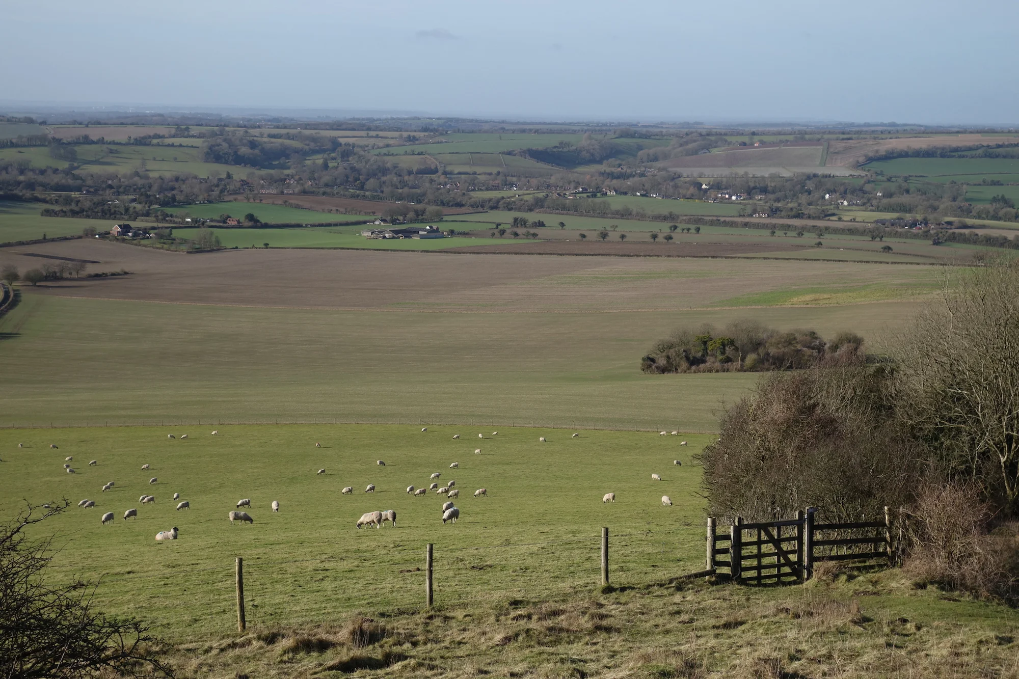 And these sheep