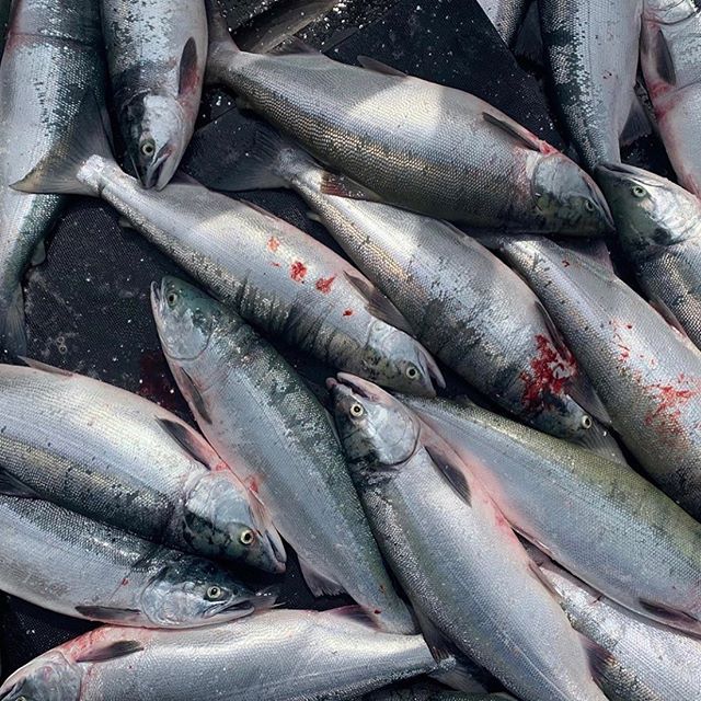 Here&rsquo;s a few moments of a great fishing season in the bay captured by @nrahaim. Been off the boat and at home for a few weeks now. Wild Alaskan Sockeye salmon will be available for purchase in Minnesota this September! Let me know if you&rsquo;