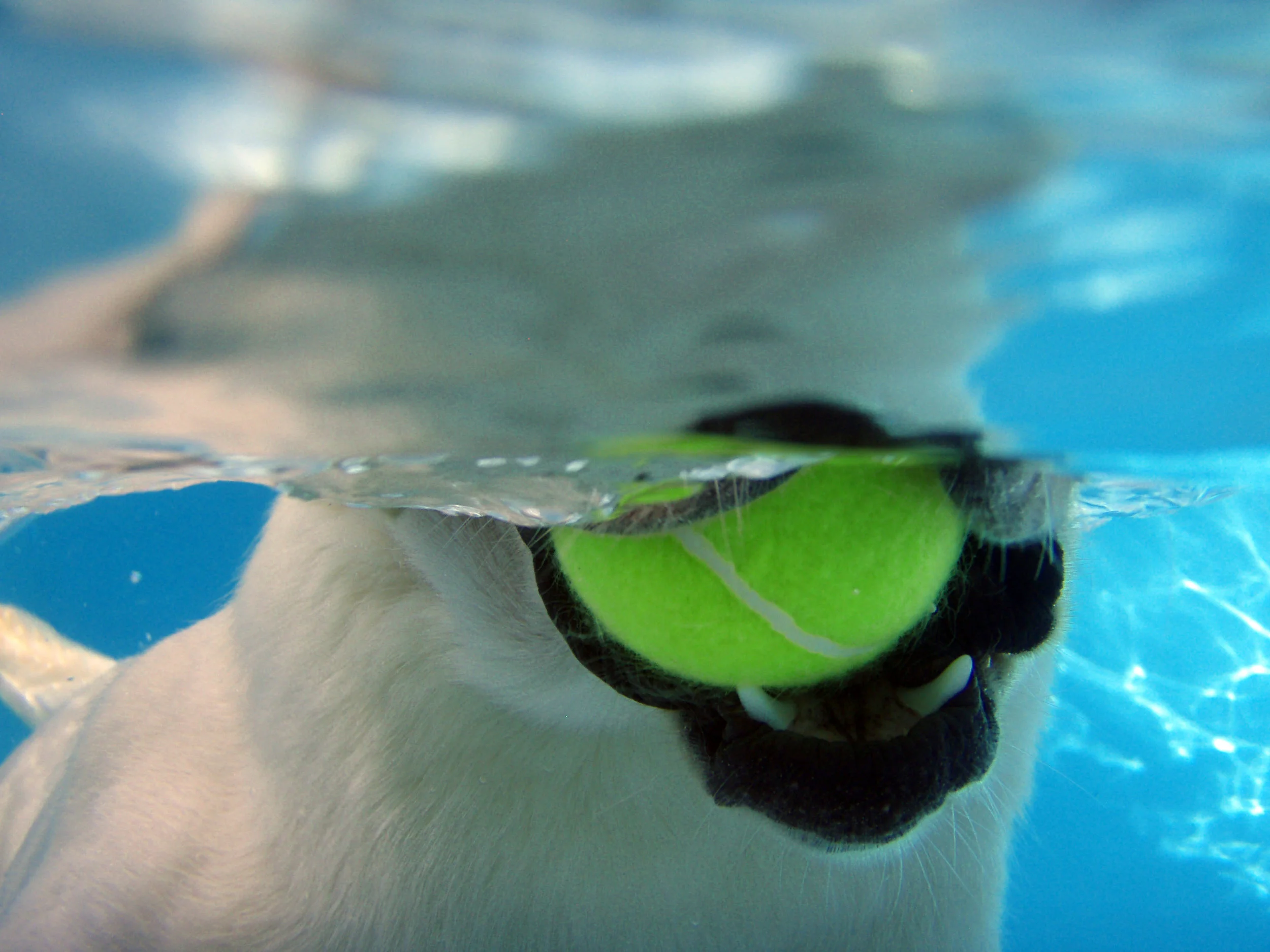 Labs Swimming Series