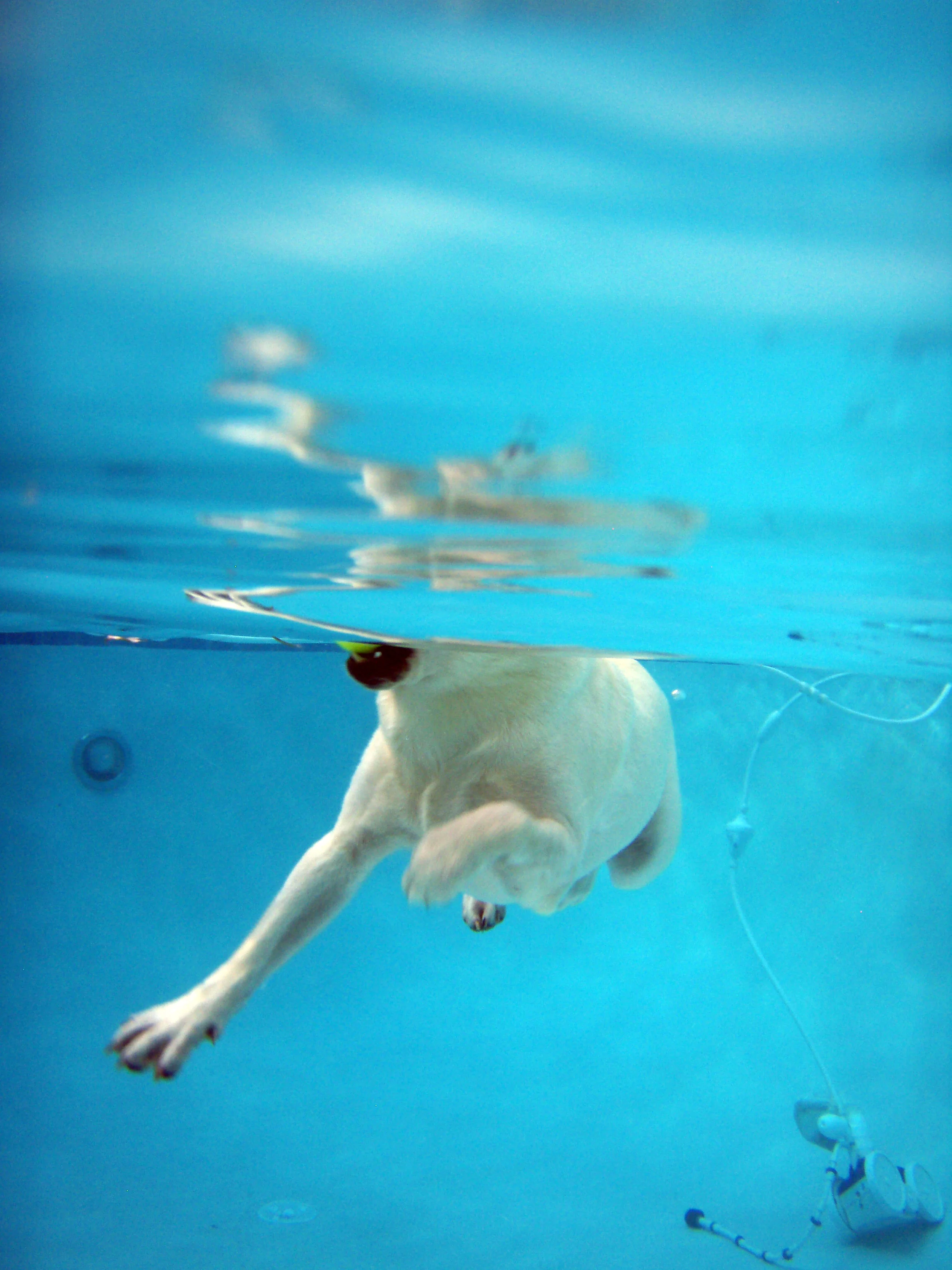 Lab Swimming Series