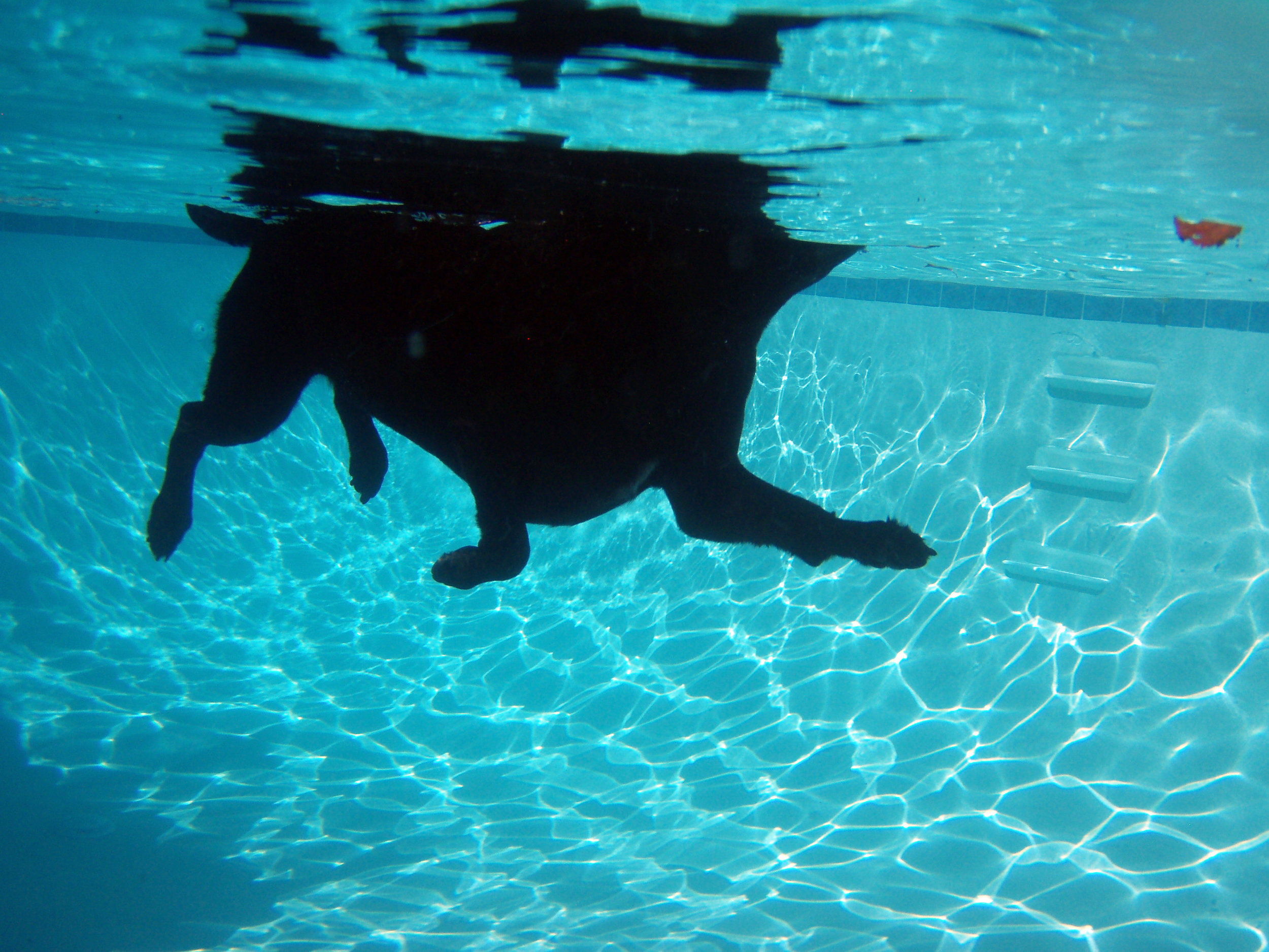 Lab Swimming Series