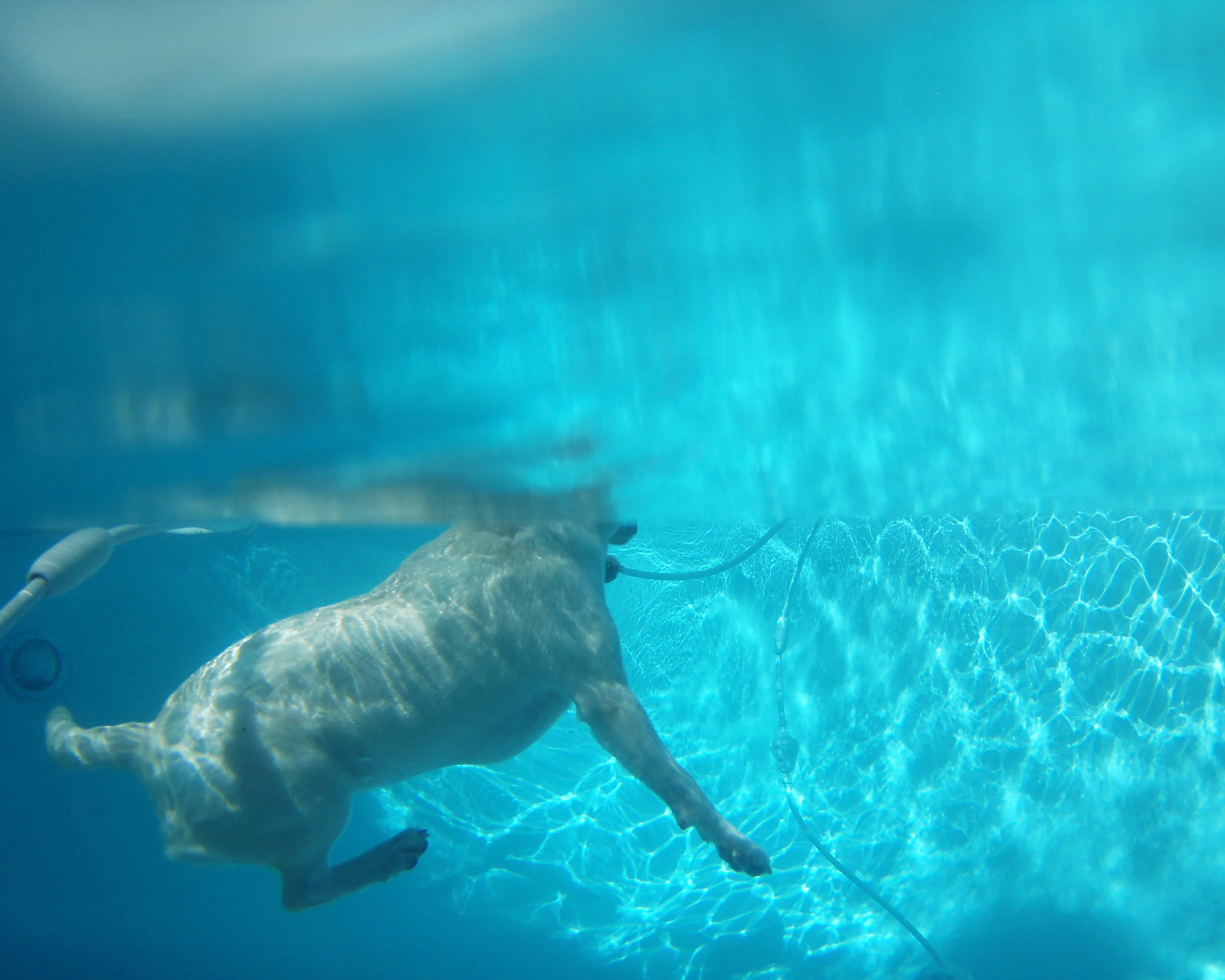 Lab Swimming Series