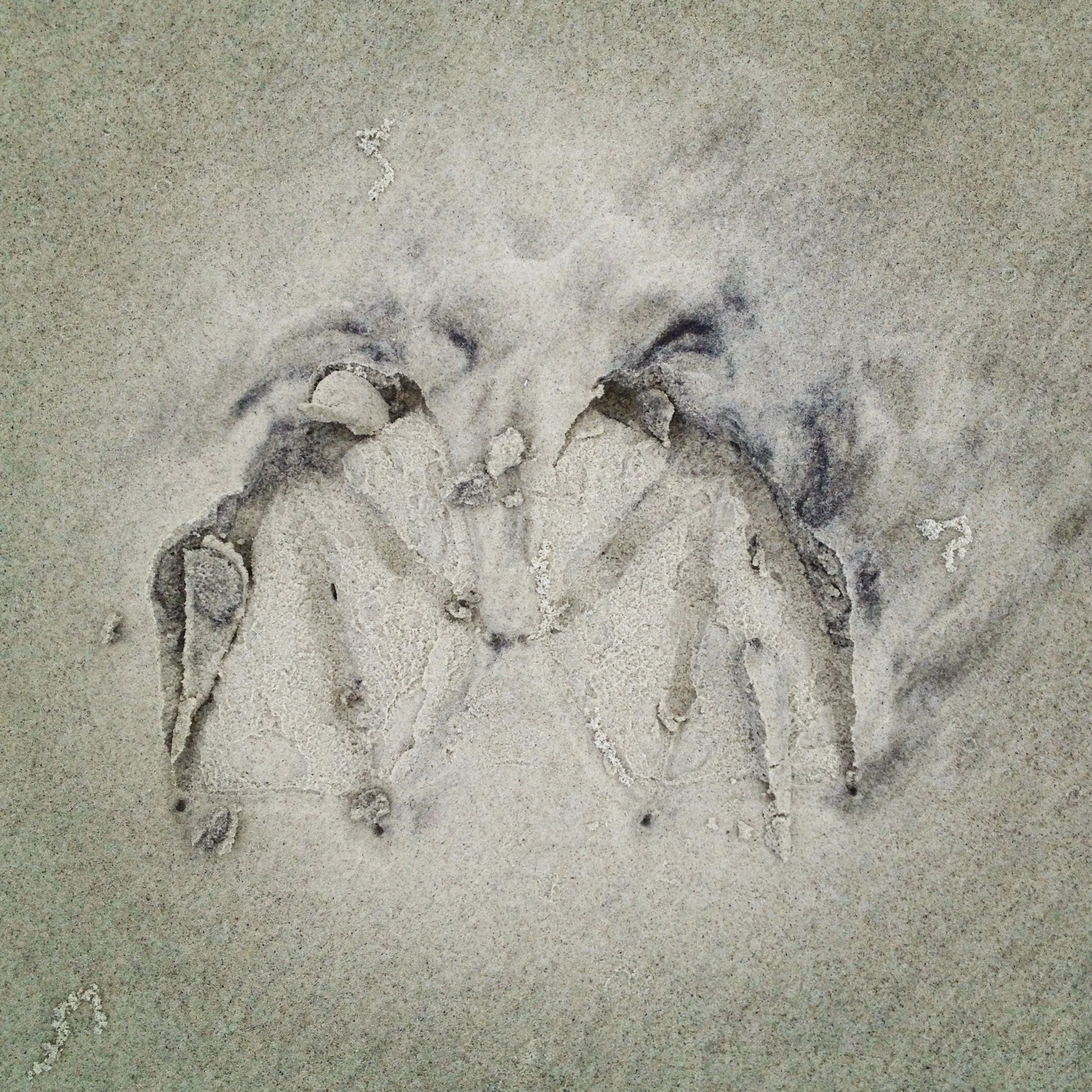 Birdtracks on Little Tybee
