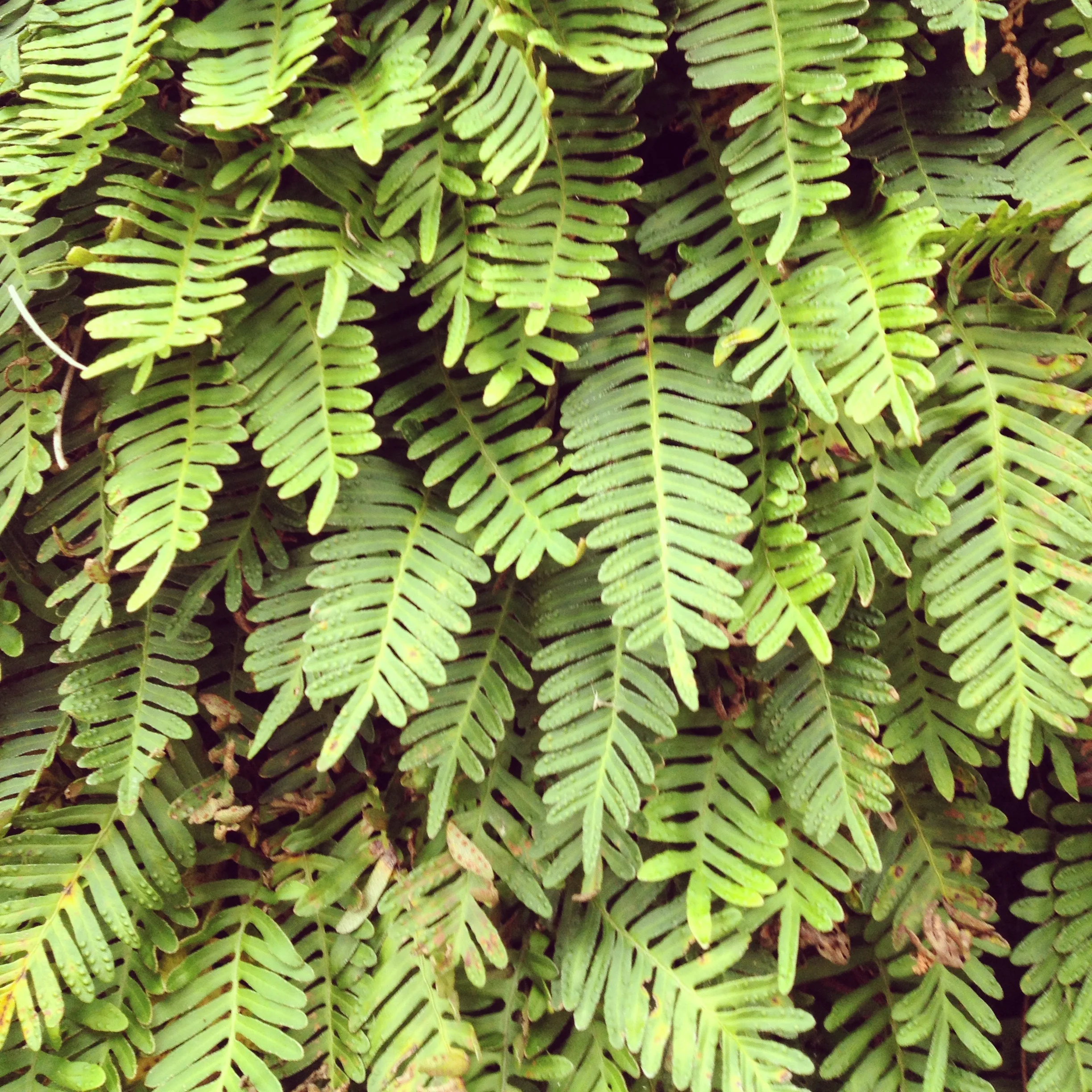 Resurrection Ferns
