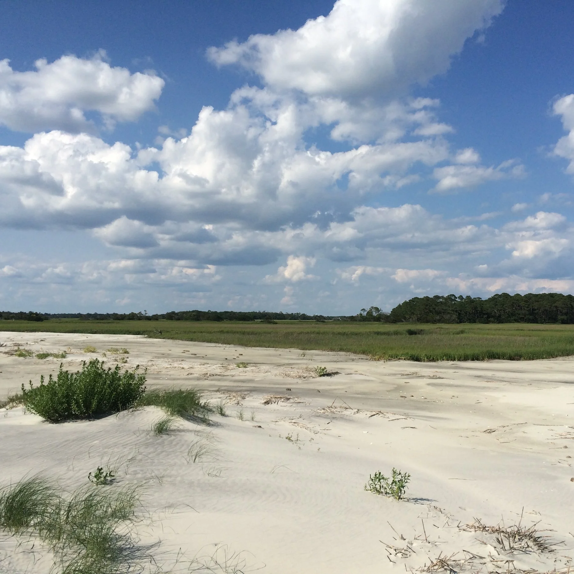 Driftwood Beach, Jekyll Island