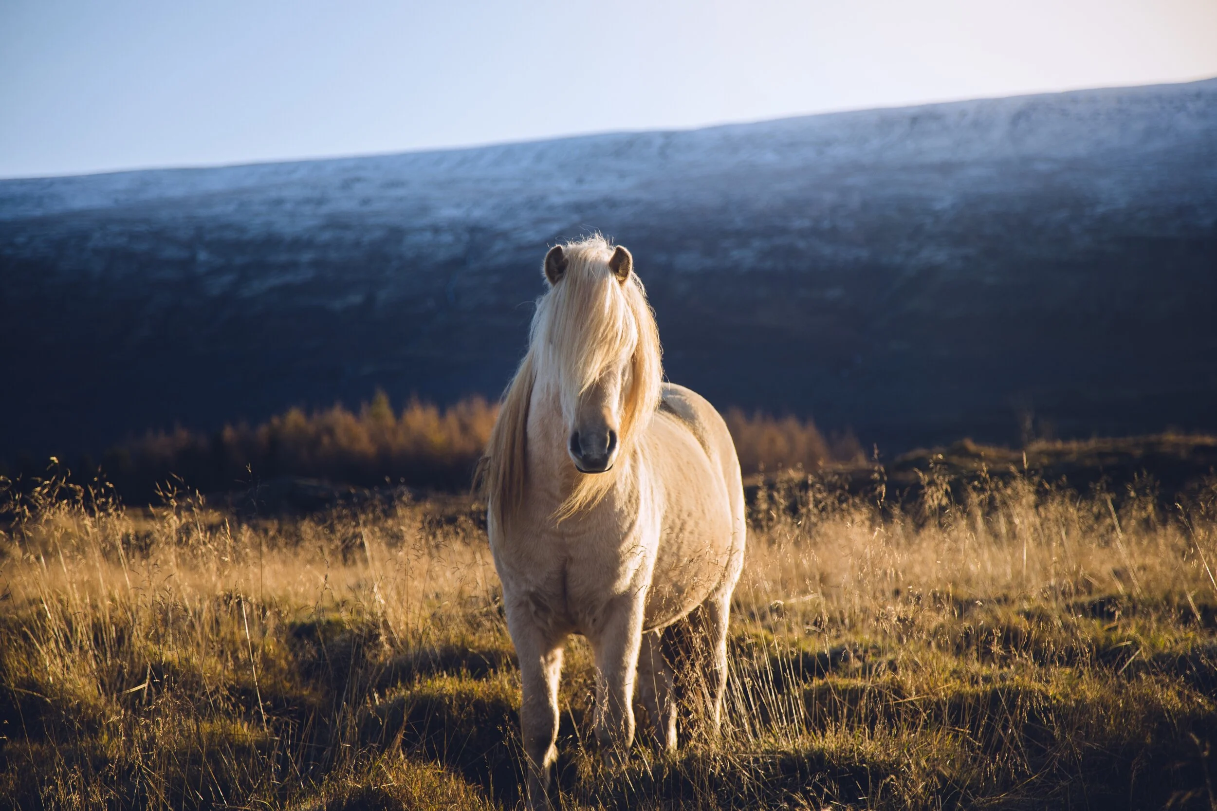 POD-icelandHorse-0214.0001.jpg