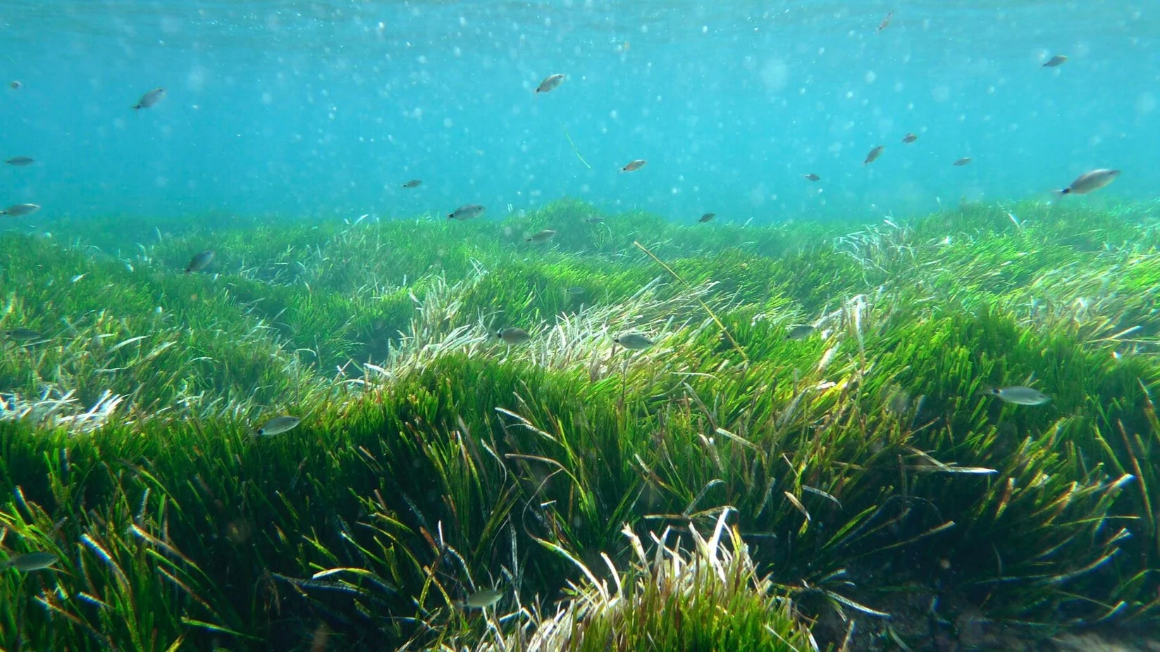 Posidonia+Oceania+Sea+Grass.jpg
