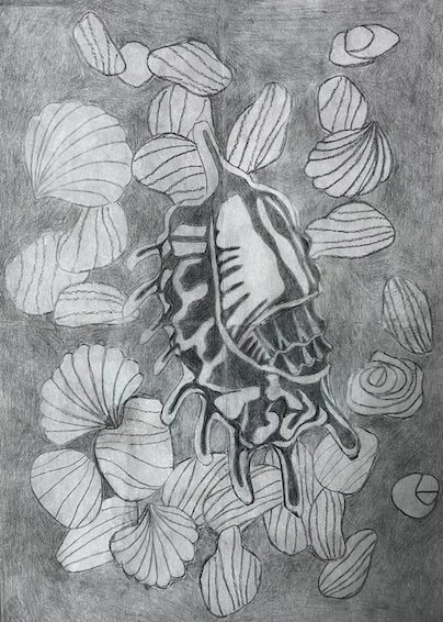 large and small shells in pencil.jpeg