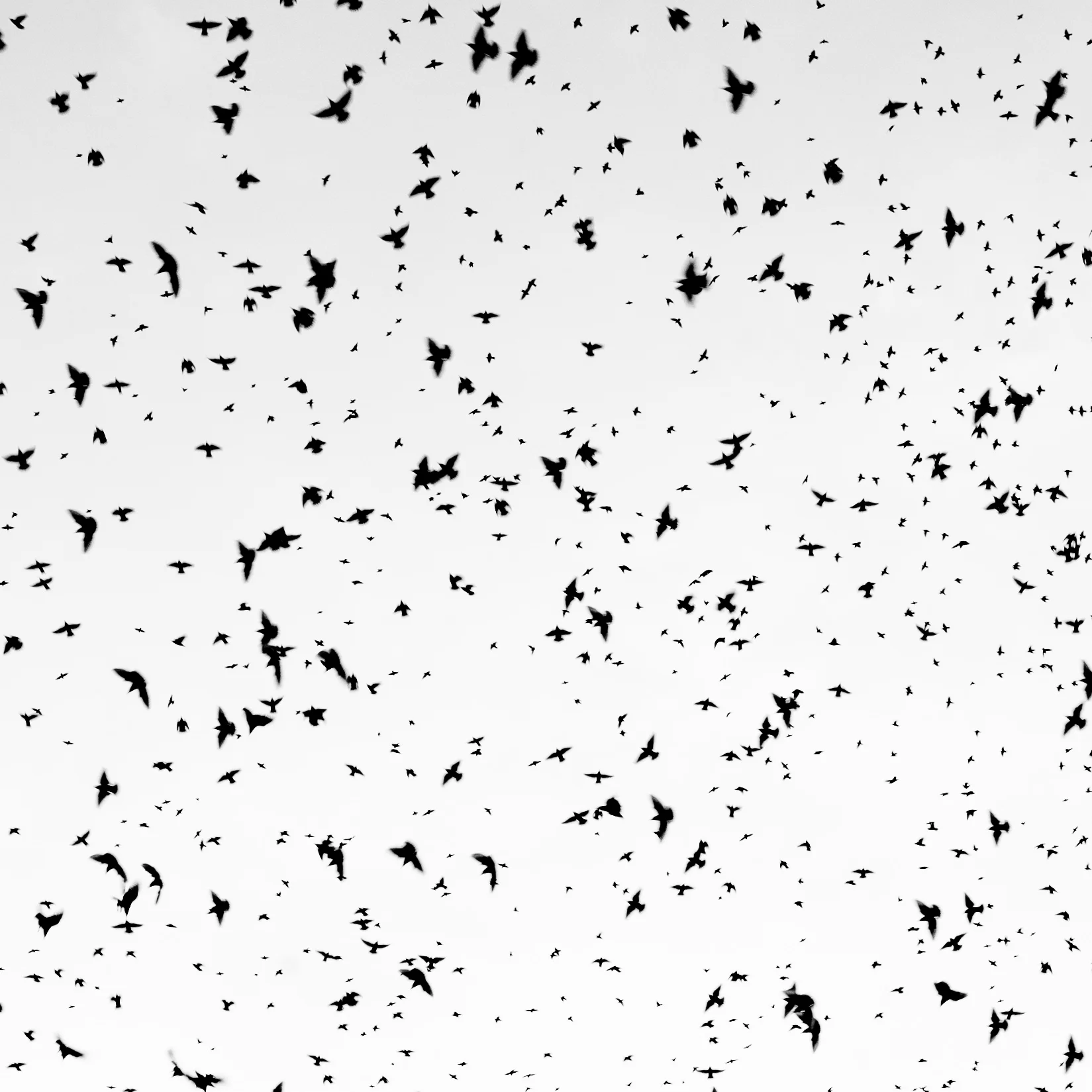 L1003372.jpg