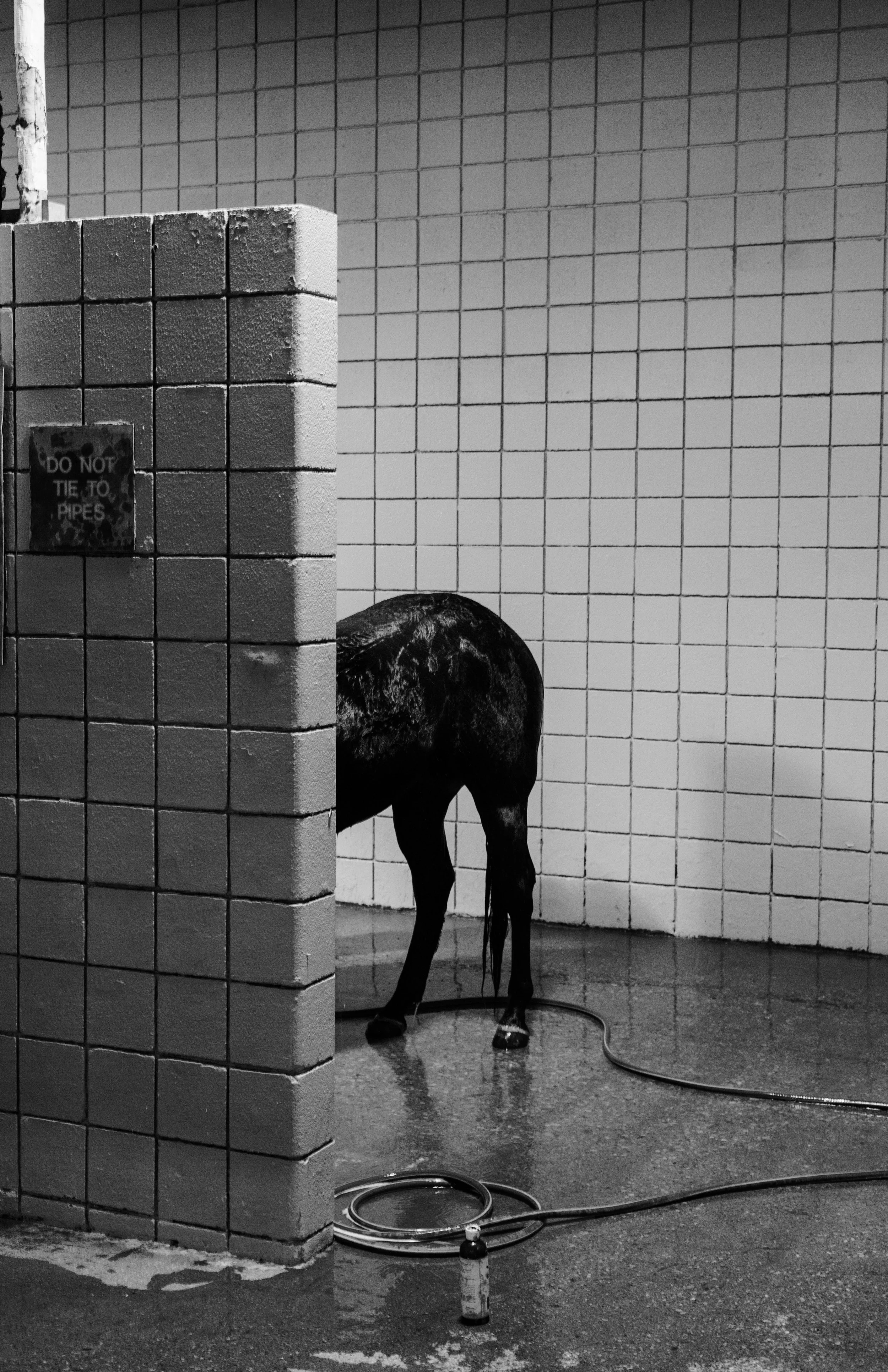 HitTheShowers11X17.jpg