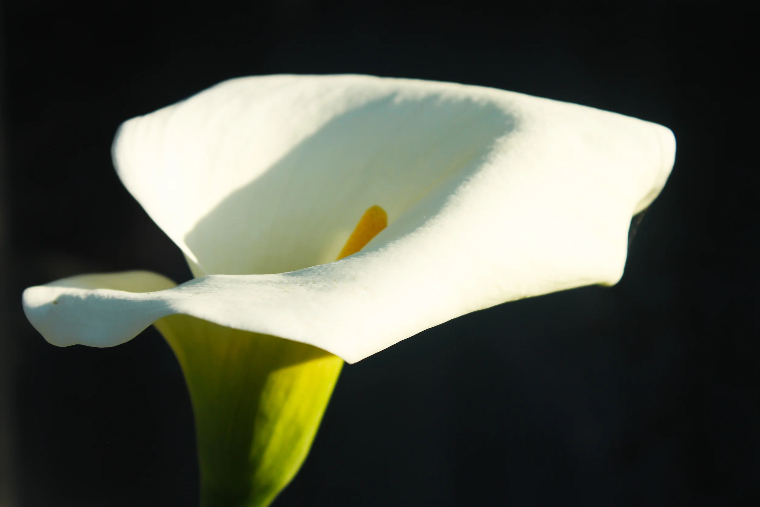 IMG_3610 Calle Lily.jpg