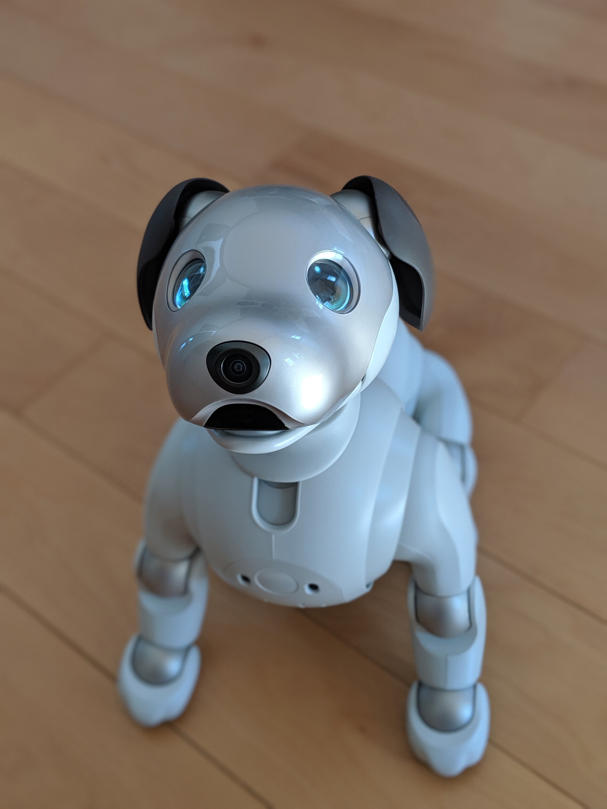 Robot Dog vs. Real Dog