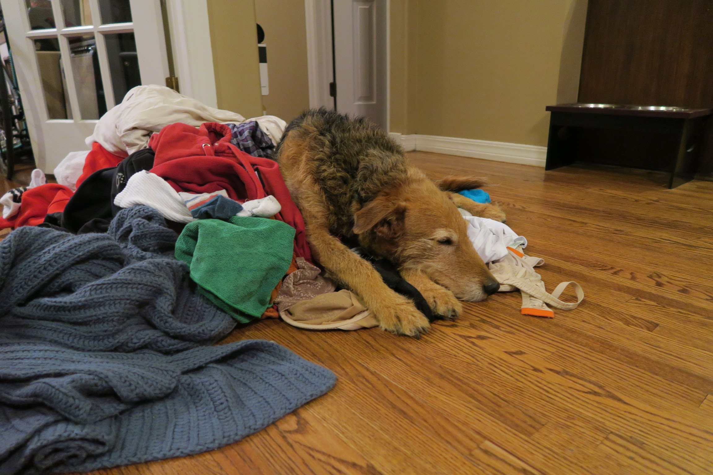 "Ziggy the Beast" makes a bed in the piles of laundry! Good to know someone enjoyed it...