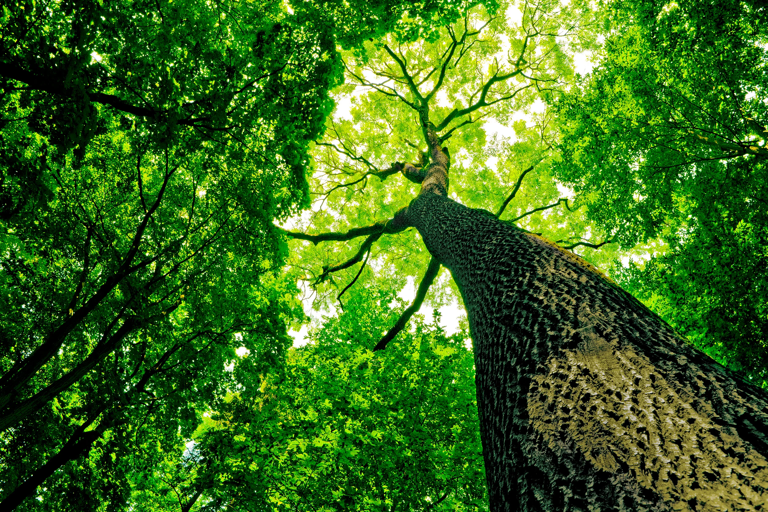 2500_tree.jpg