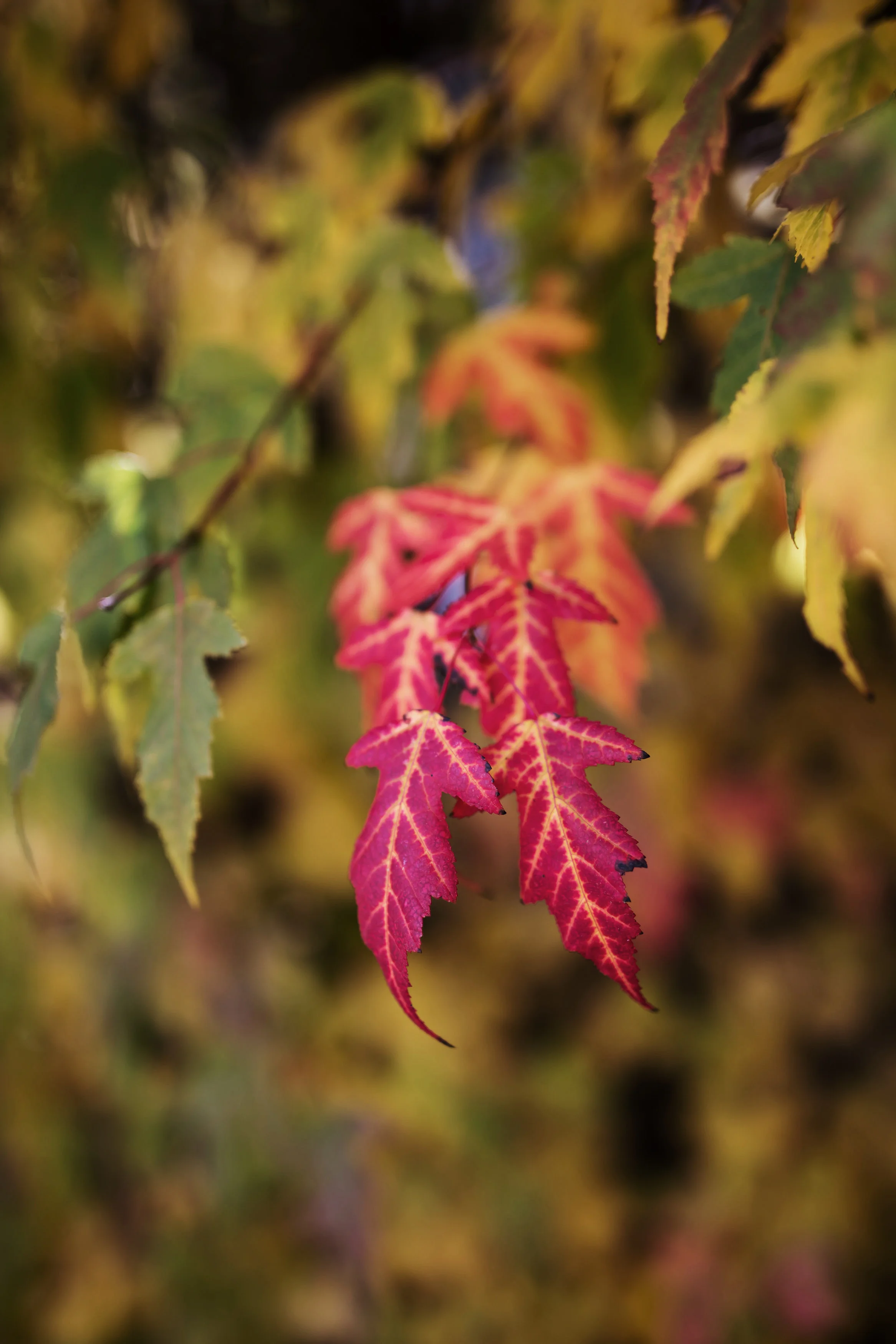 clewellphotography-1449.jpg