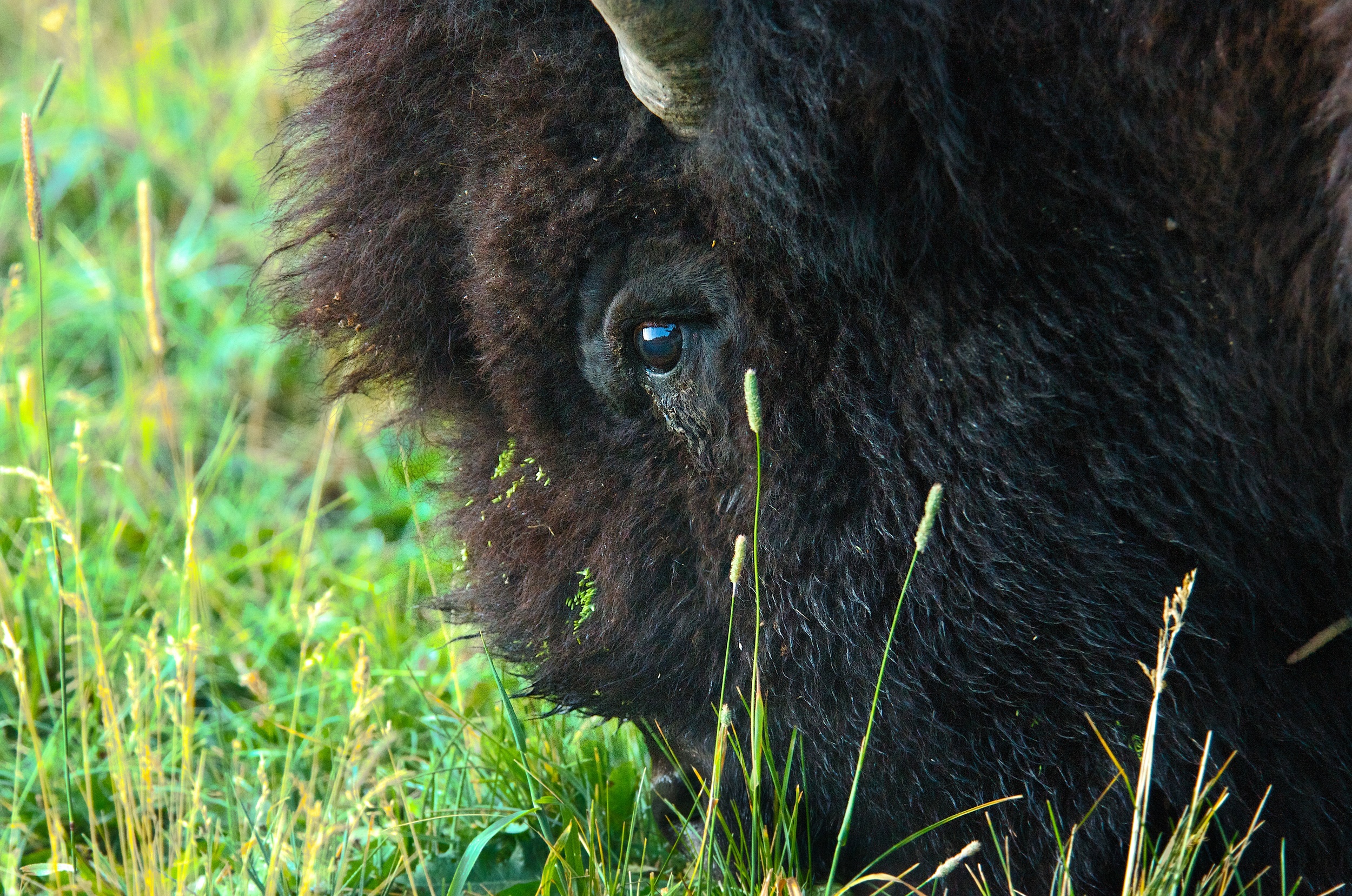 Bull Bison
