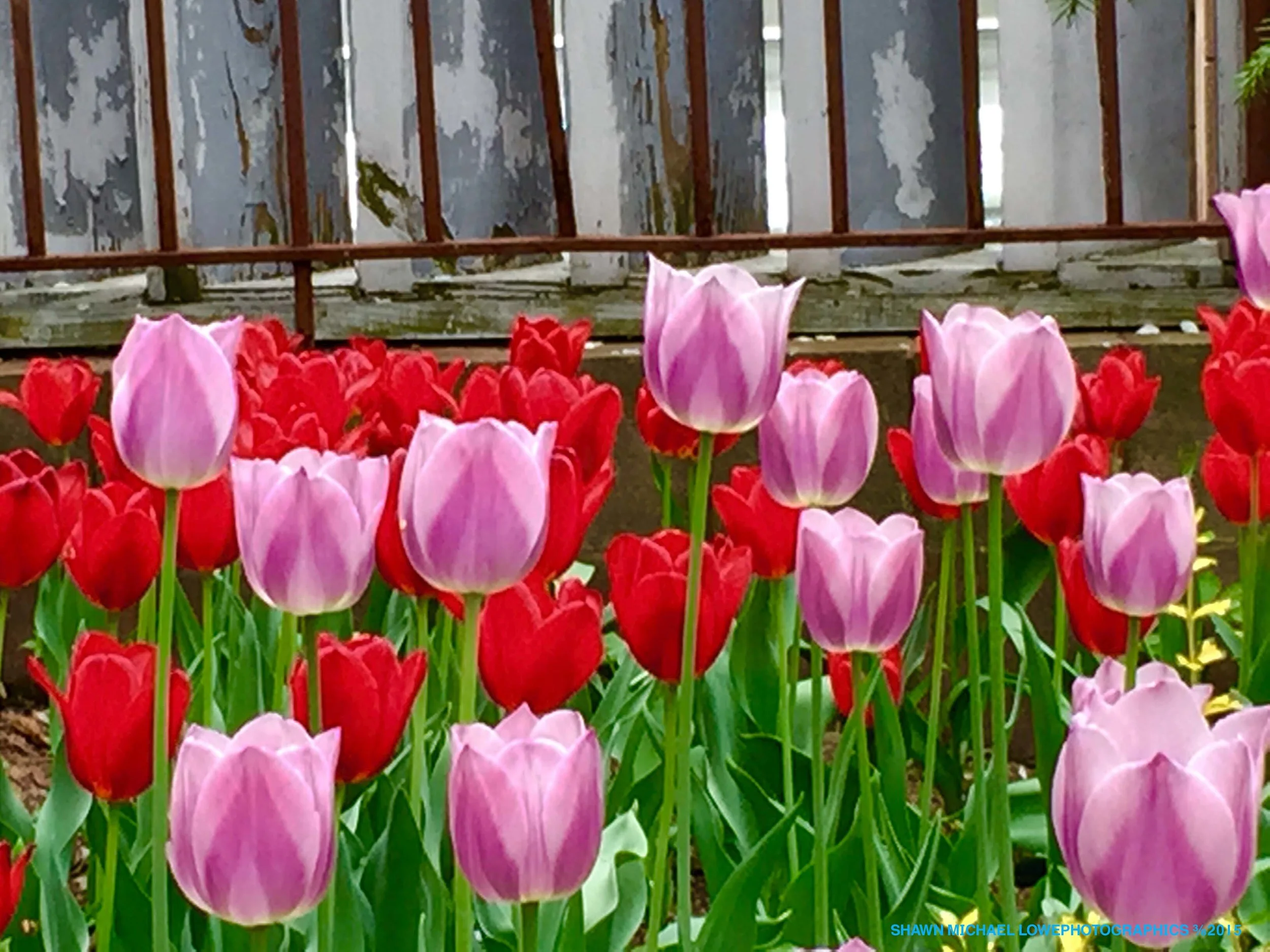 tulips_2015.jpg