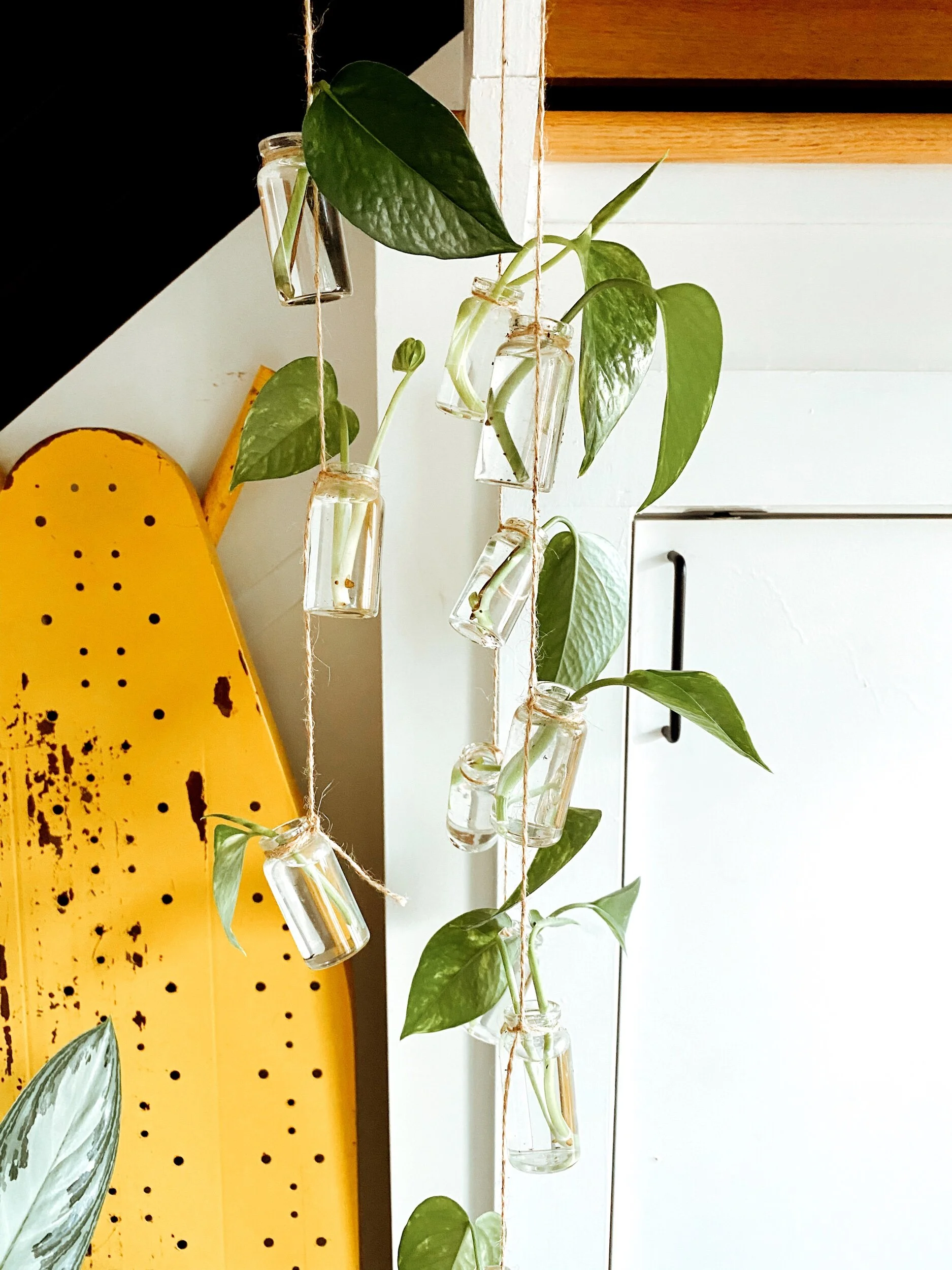 5DB0C95D-F83D-4F66-9CAF-A2986C84811A