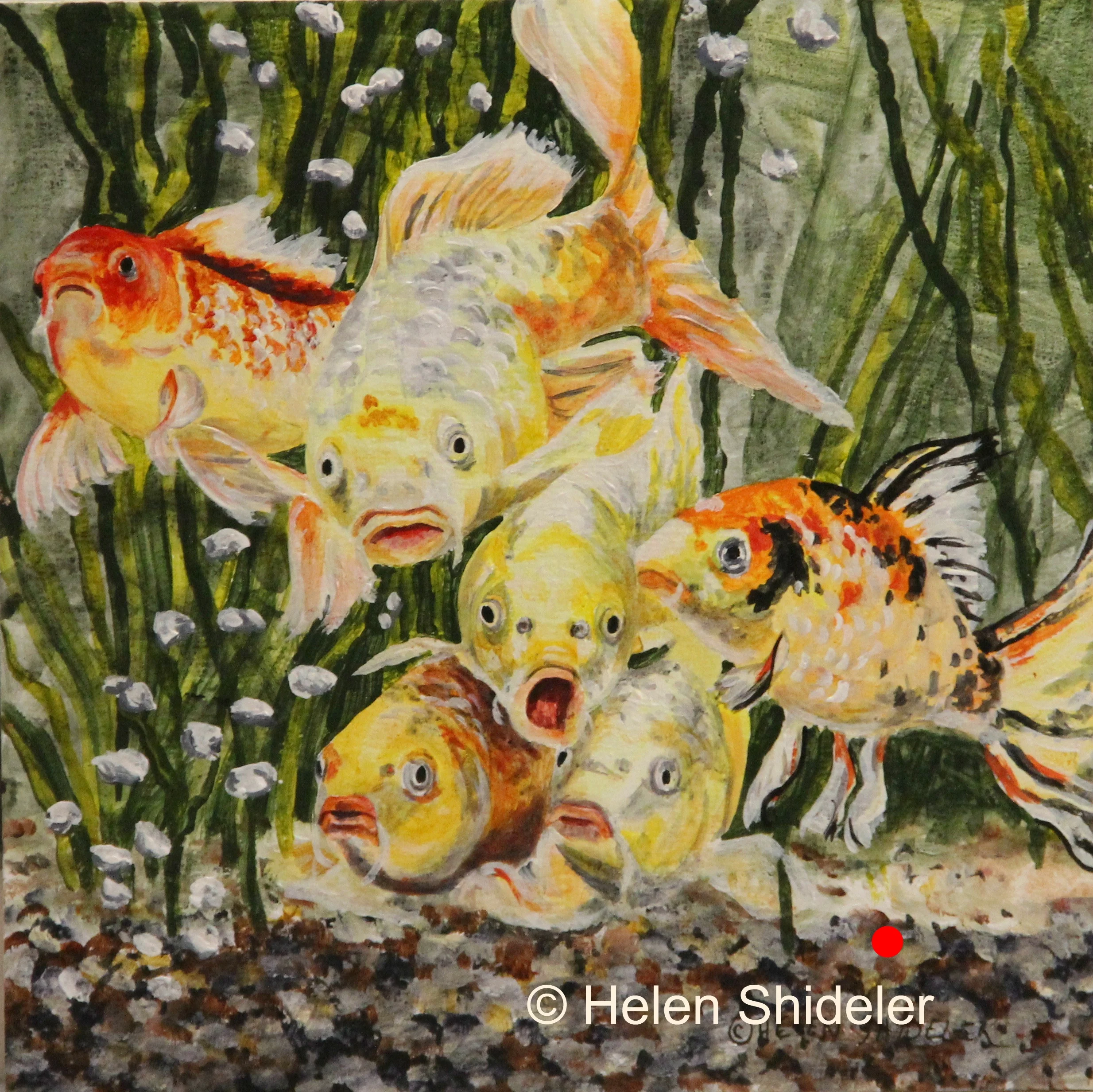 koi.jpg