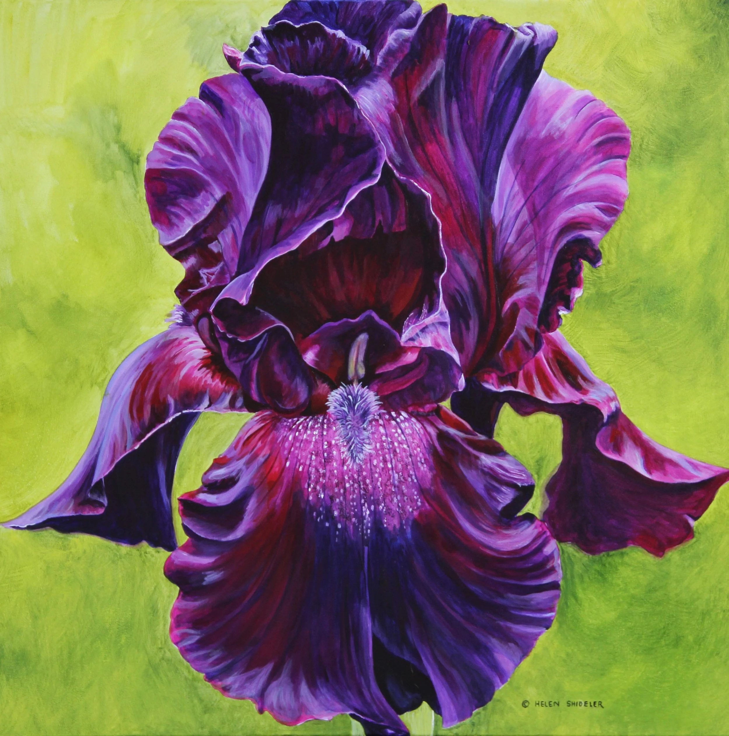 Black Velvet by Helen Shideler.jpg