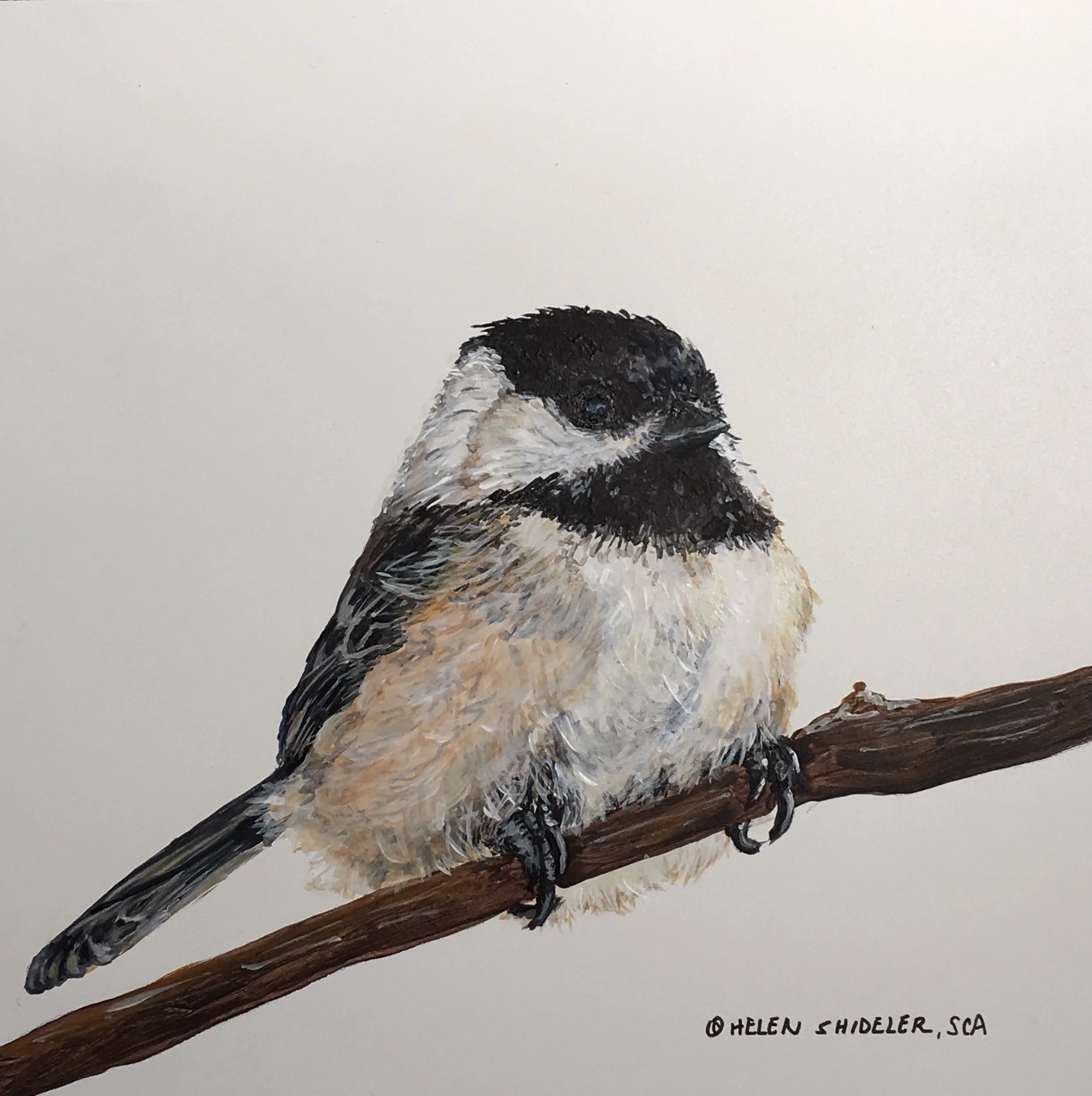 Chickadee dee dee