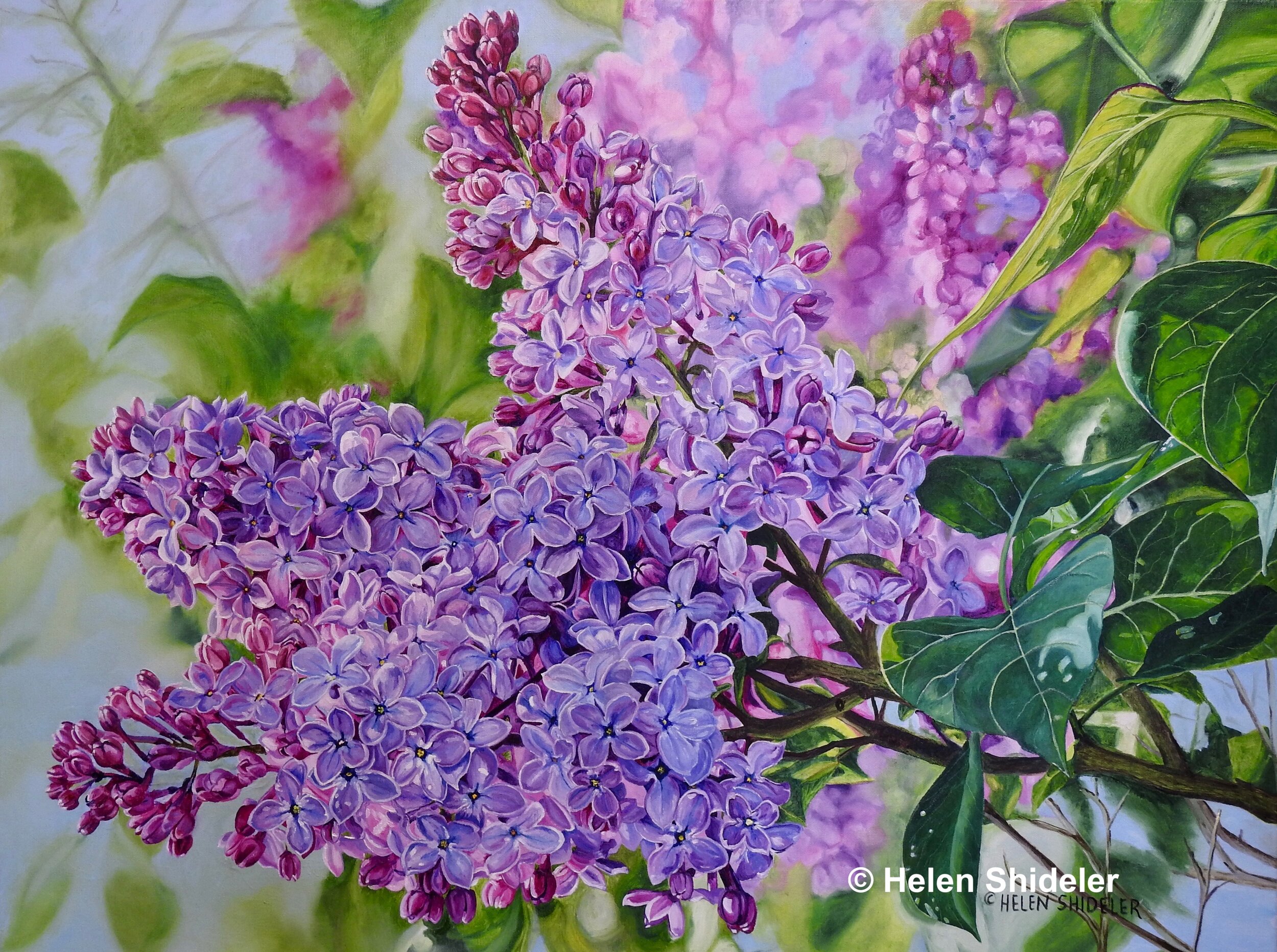 Lilac: Portrait of a Flowering Shrub