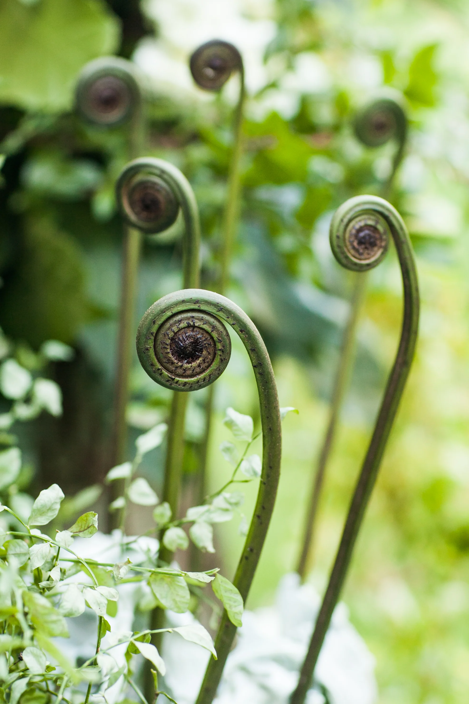 Bloedel Reserve Wedding | Event Success | The Popes
