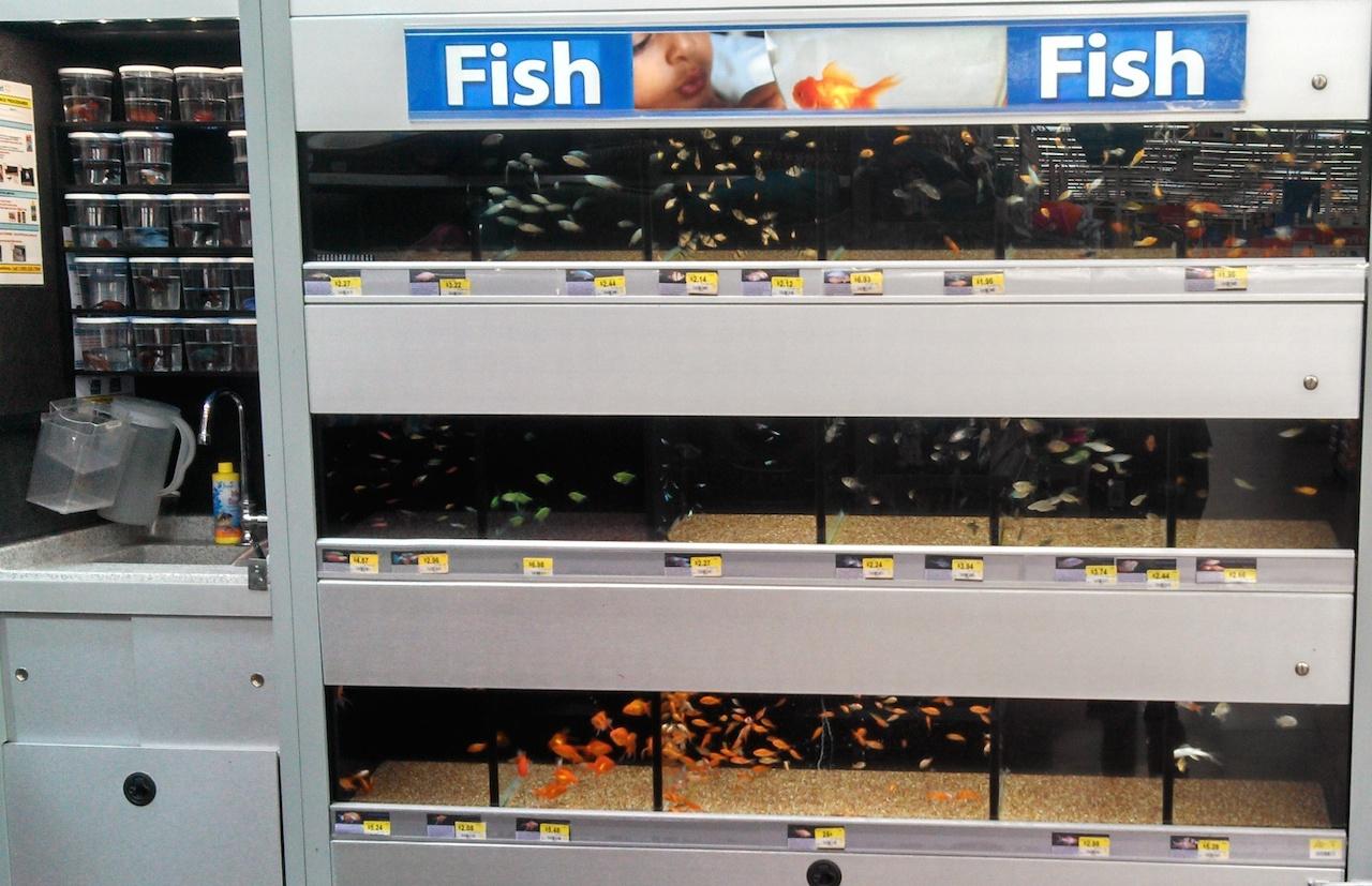 What if I could remotely track live fish inventory automatically?