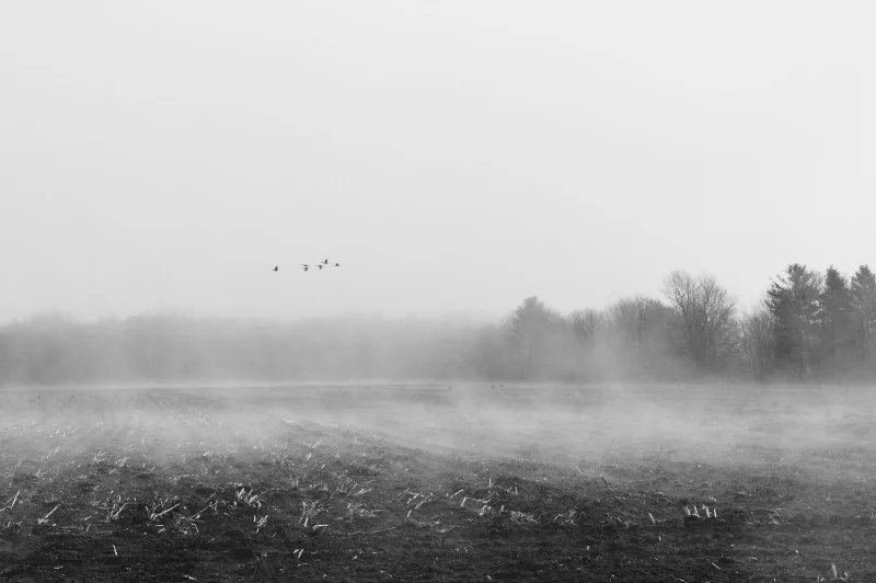 birds W.jpg
