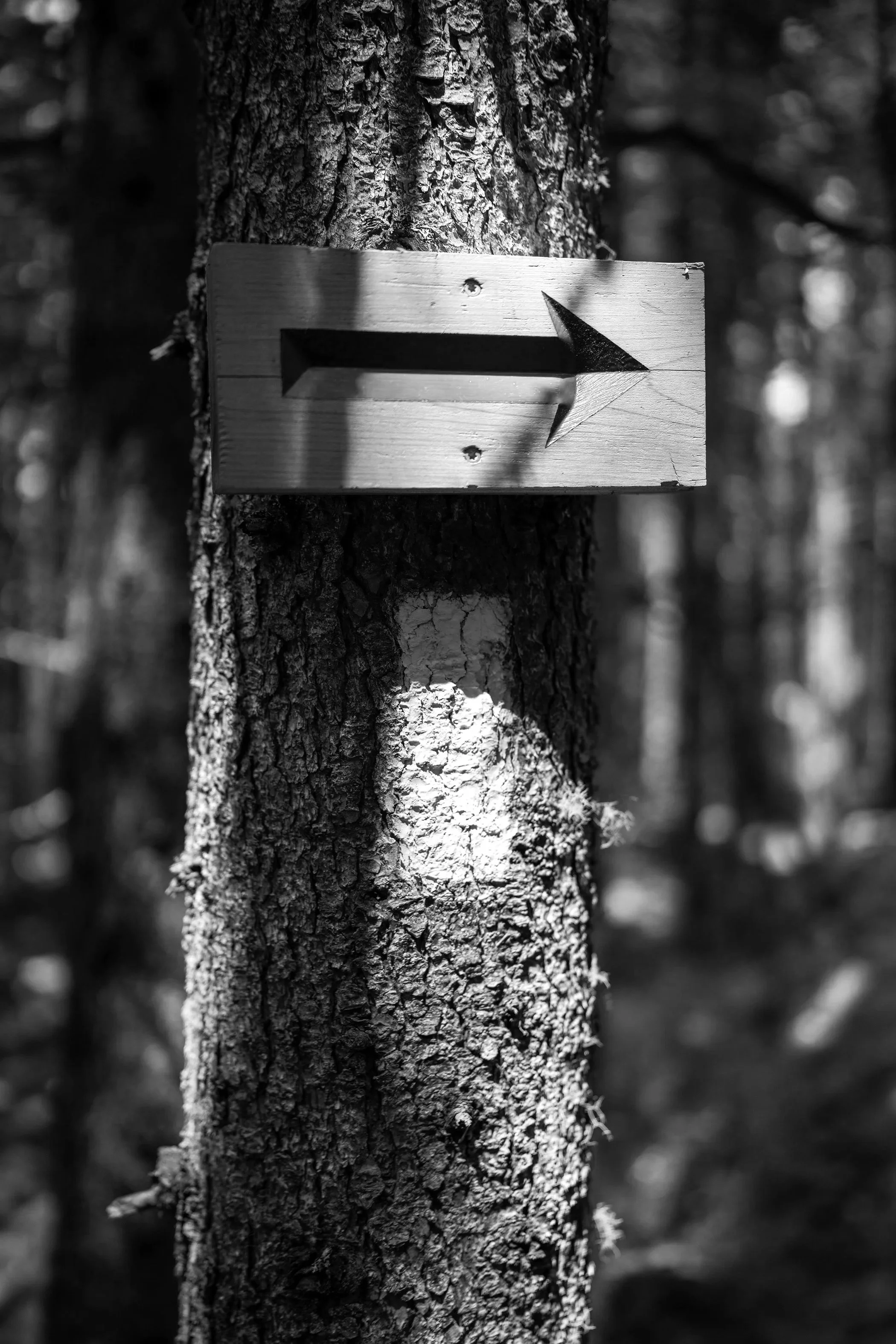 A wooden sign with an arrow pointing to the right is attached to a tree trunk with nails in a forest setting, in black and white.