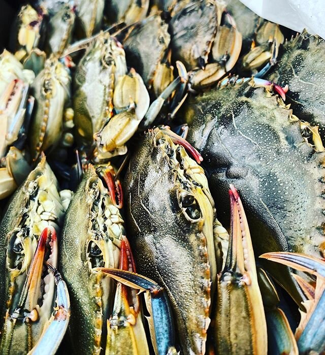 #rockawaybeachny 
#rockawaybeach 
#frankthefish 
#softshellcrab 
#whitsend 
#gotcrabs