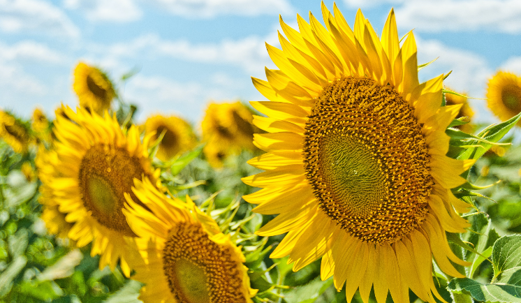 Welcome to Summer with Chris Doucet