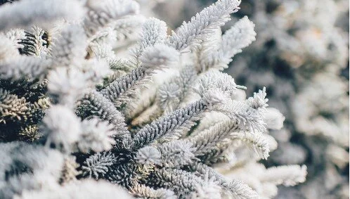 December Newsletter with Chris Doucet