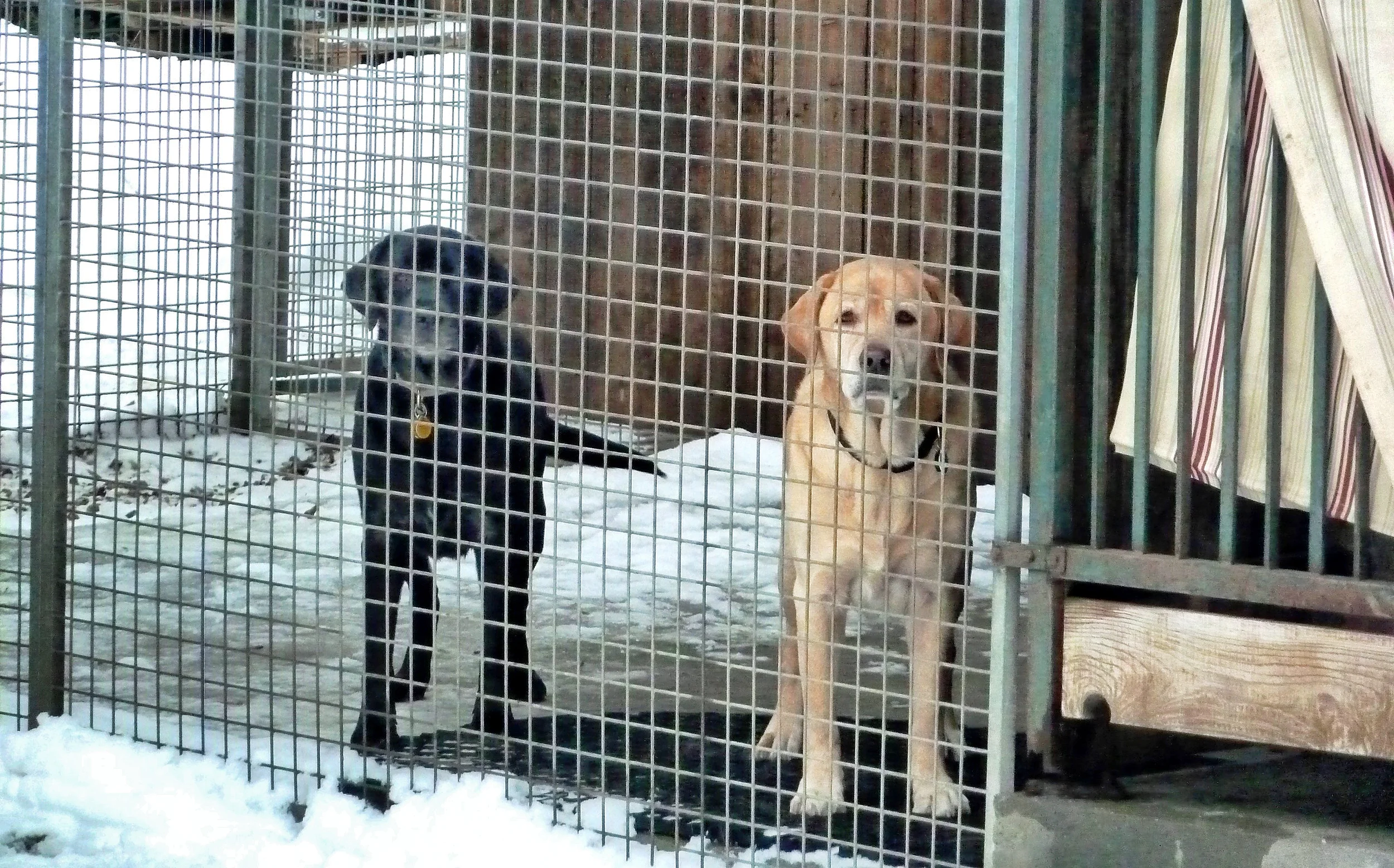  Megève, France - Max &amp; Chloe get to spend the weekend at world-renowned St. Bernard breeder.&nbsp; 