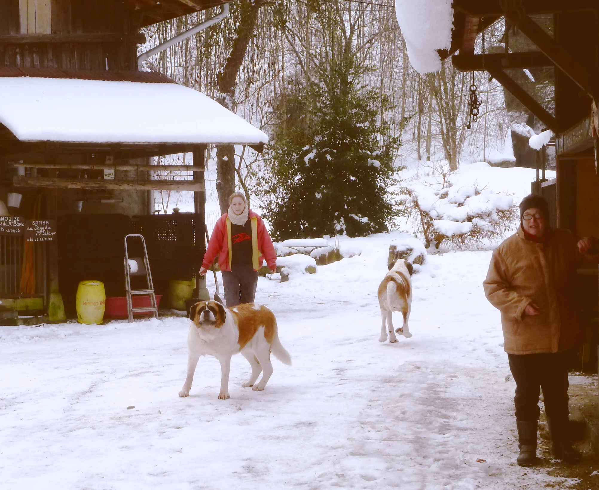 Megève, France - A prize winning St. Bernard 