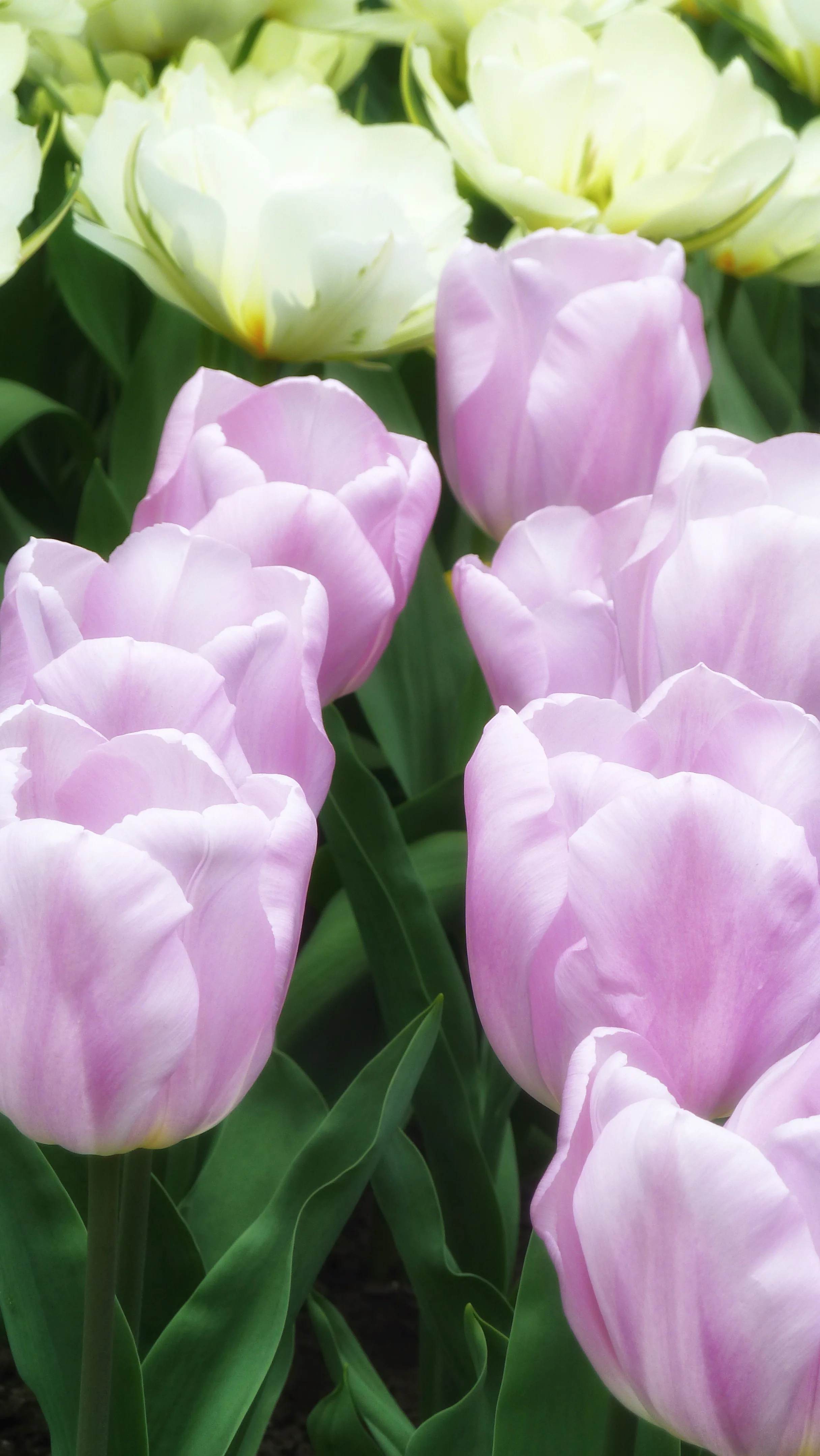 Keukenhof Holland 103b.jpg