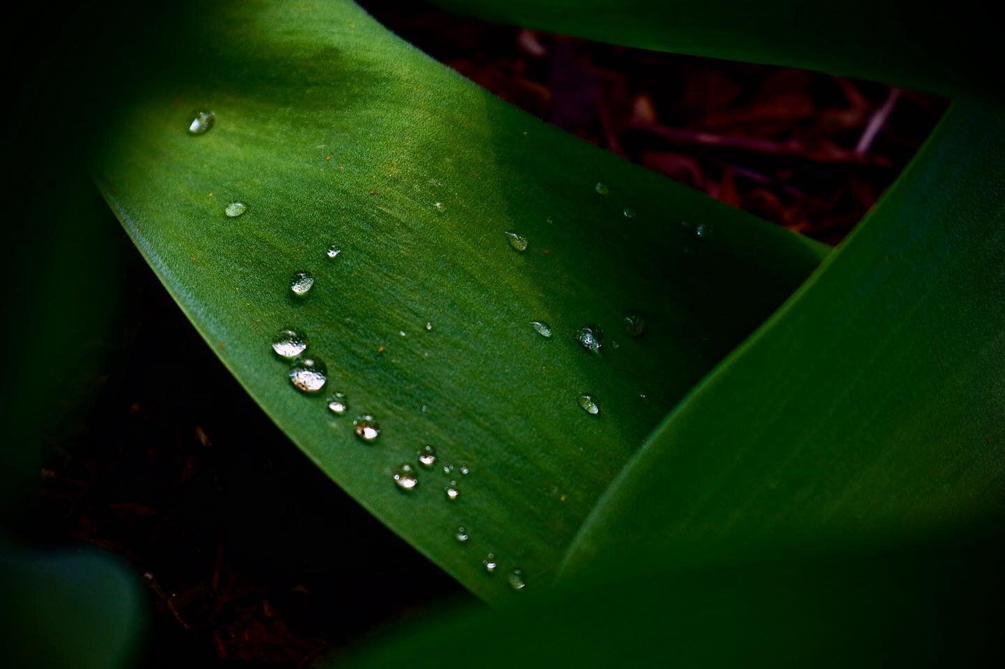 🌱 Happy Mother&rsquo;s Day! It&rsquo;s been a peaceful morning at the Wilton while we prepare for this evening! We still have a few spaces left for Mother&rsquo;s Day Dinner! View our website to see the full menu, or call us at 540.434.4464 📞

#inn