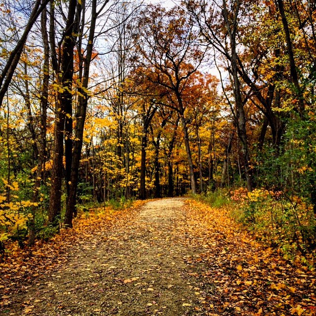 Get outside and hug a tree!