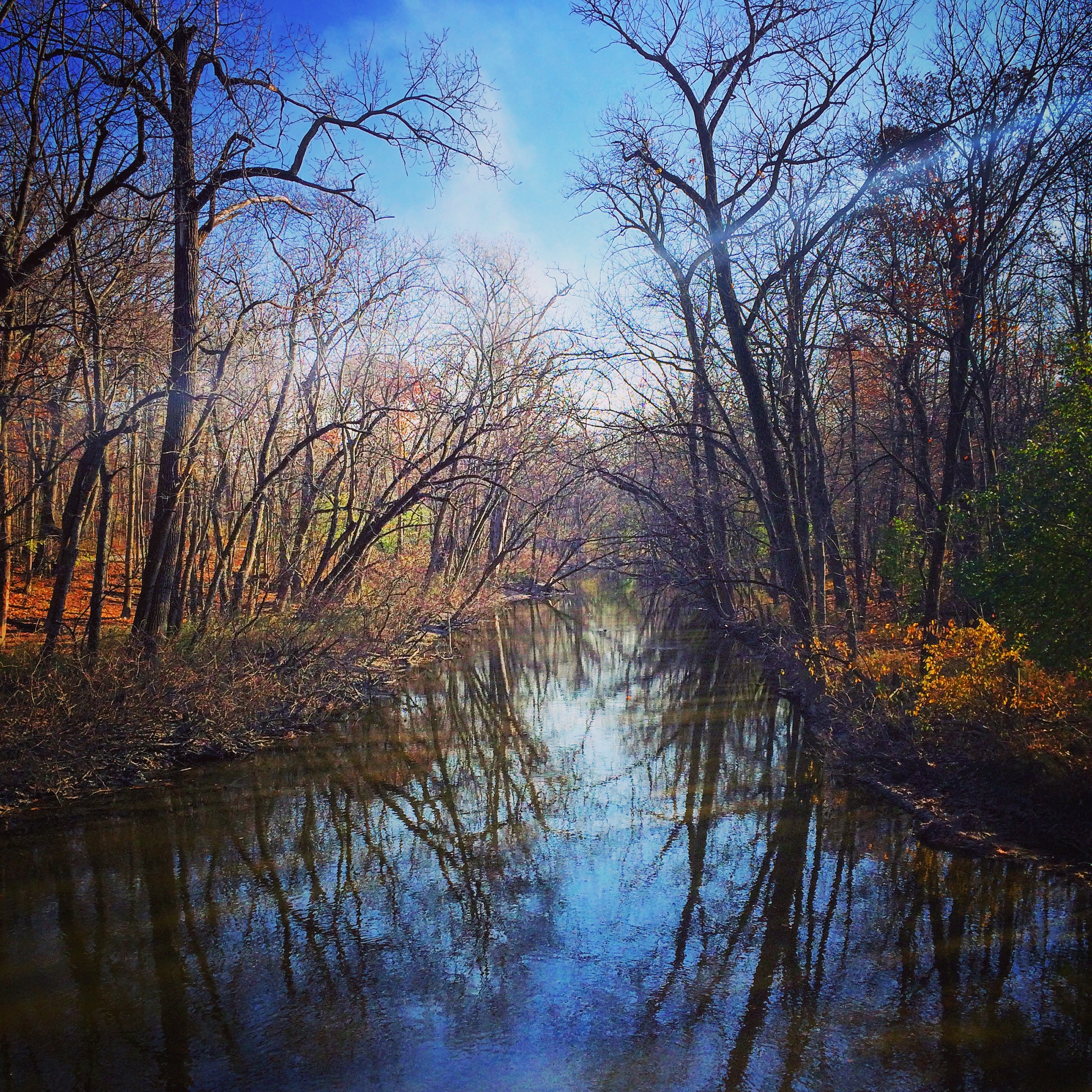 If I had ignored my dog, I would've missed this view today.