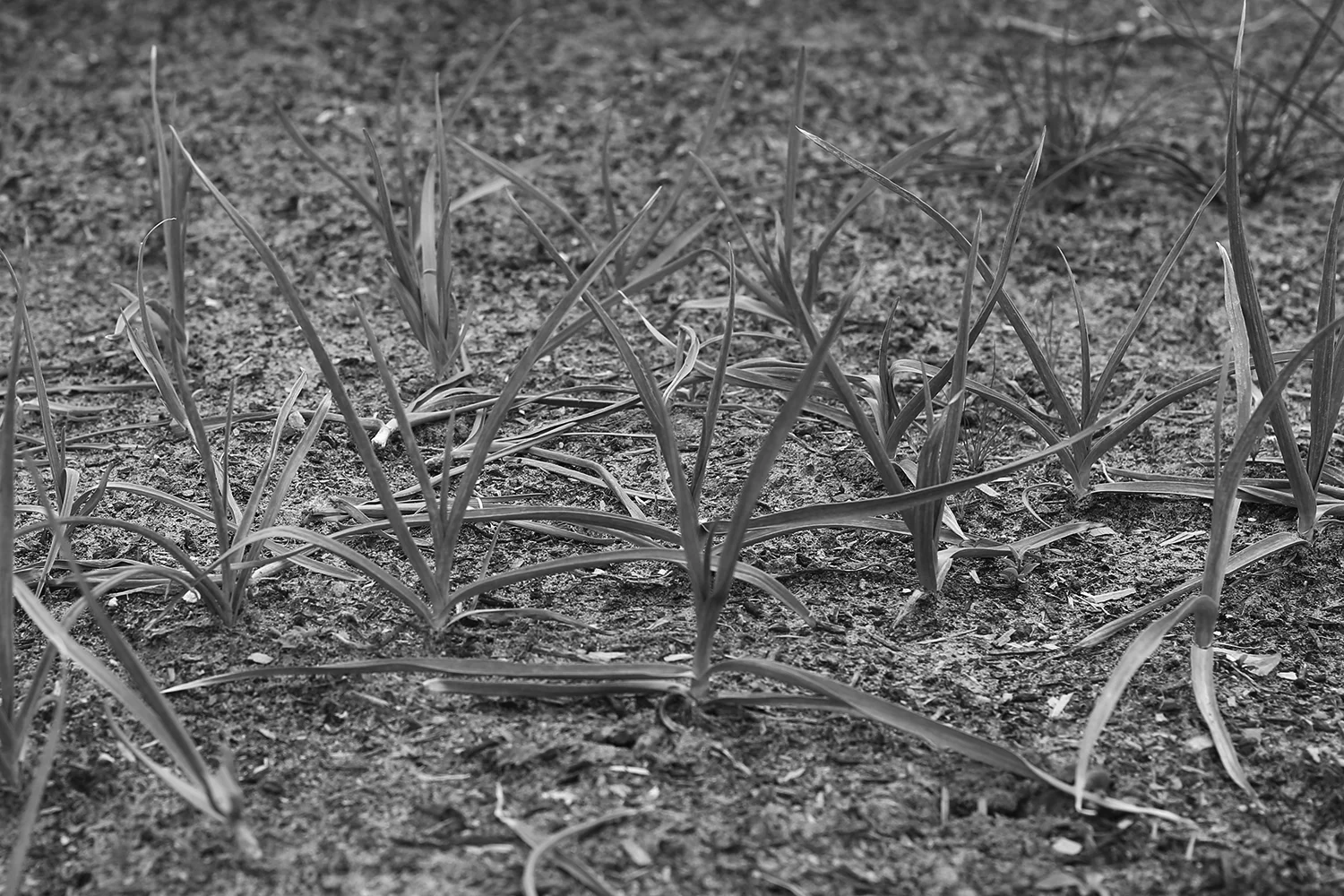 Garlic B&W.jpg
