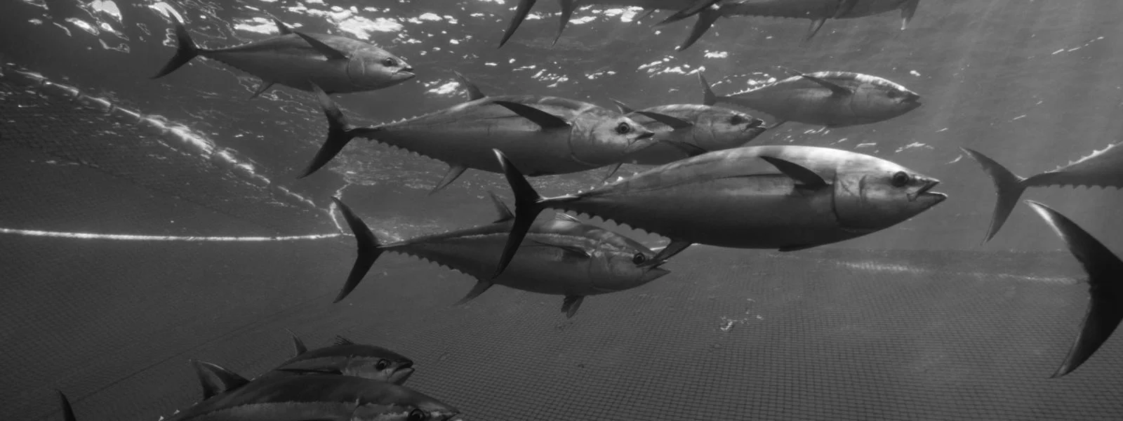 Wild tuna.jpg