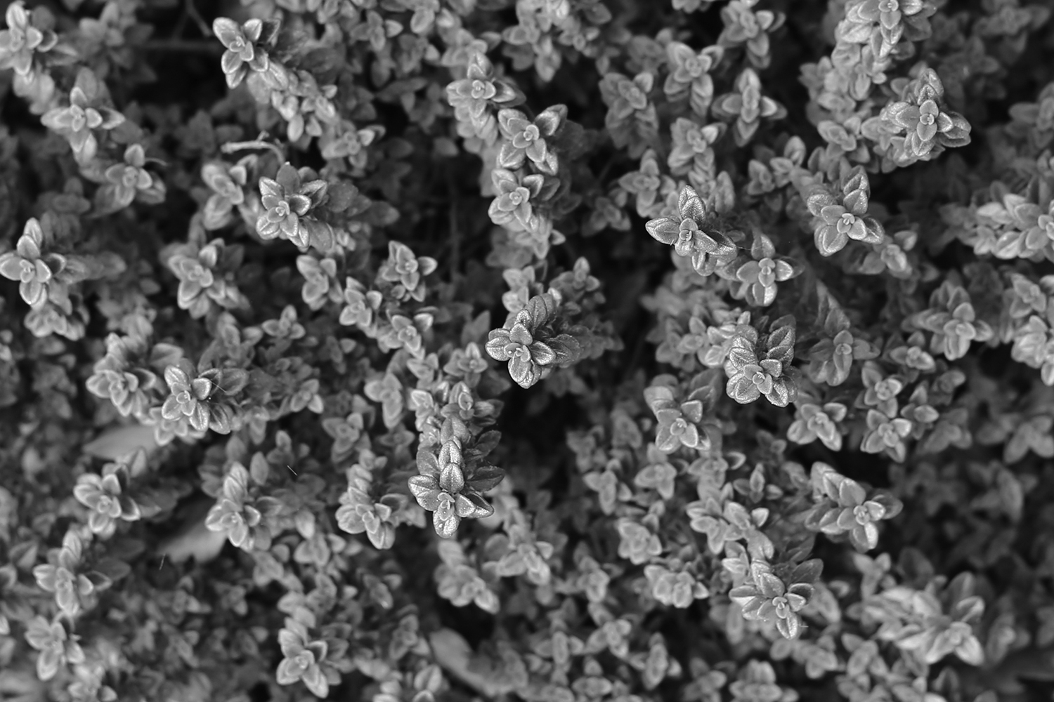 Thyme B&W.jpg