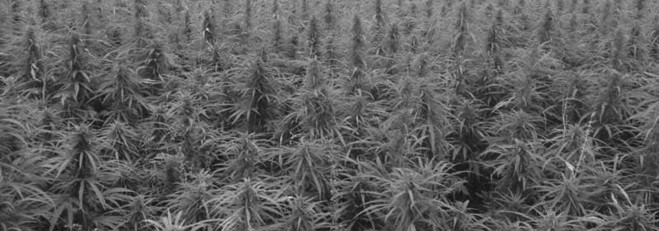 Hemp field.jpeg