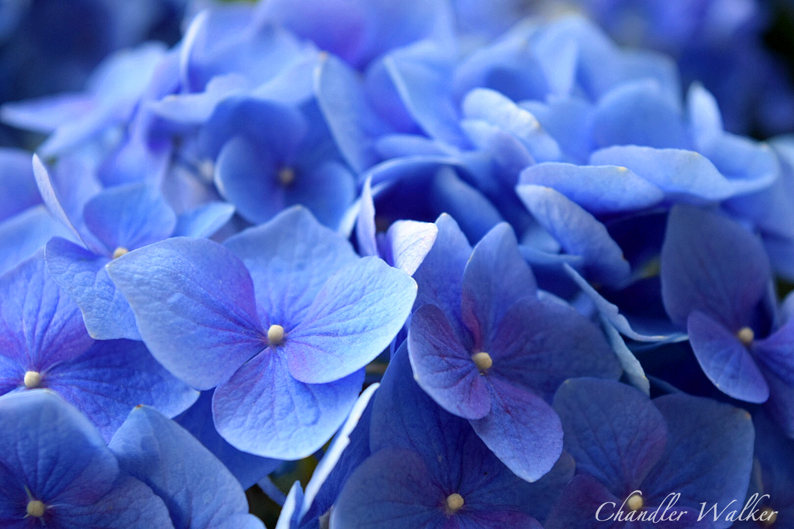 Blue Hydrangea
