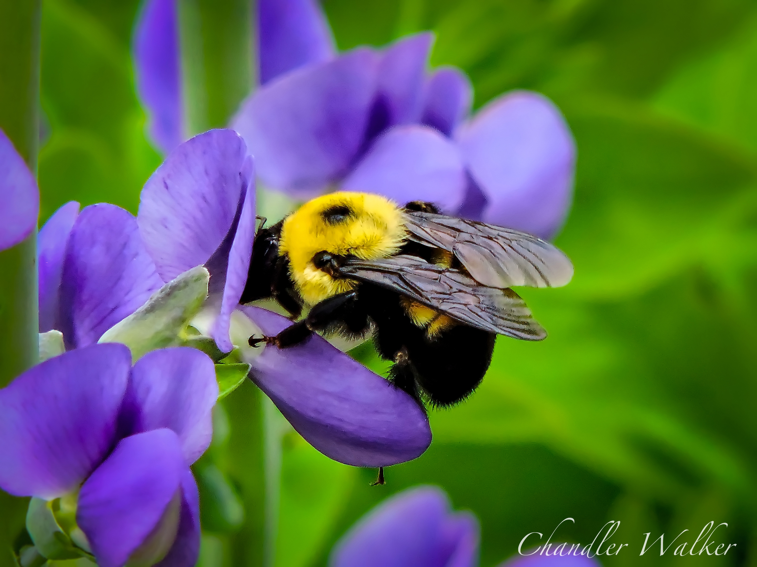 Bumblebee and Flowers