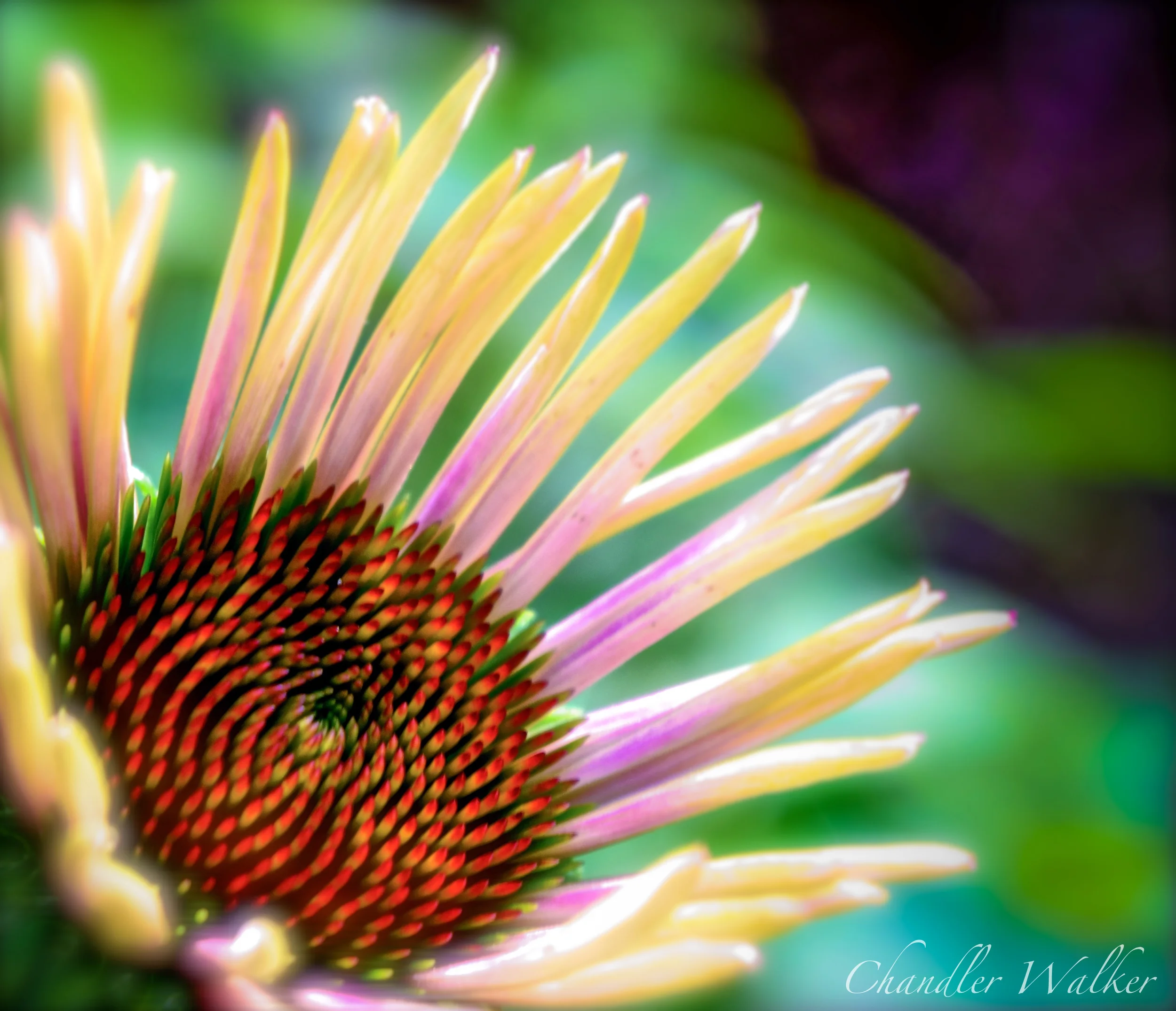 Echinacea Begins