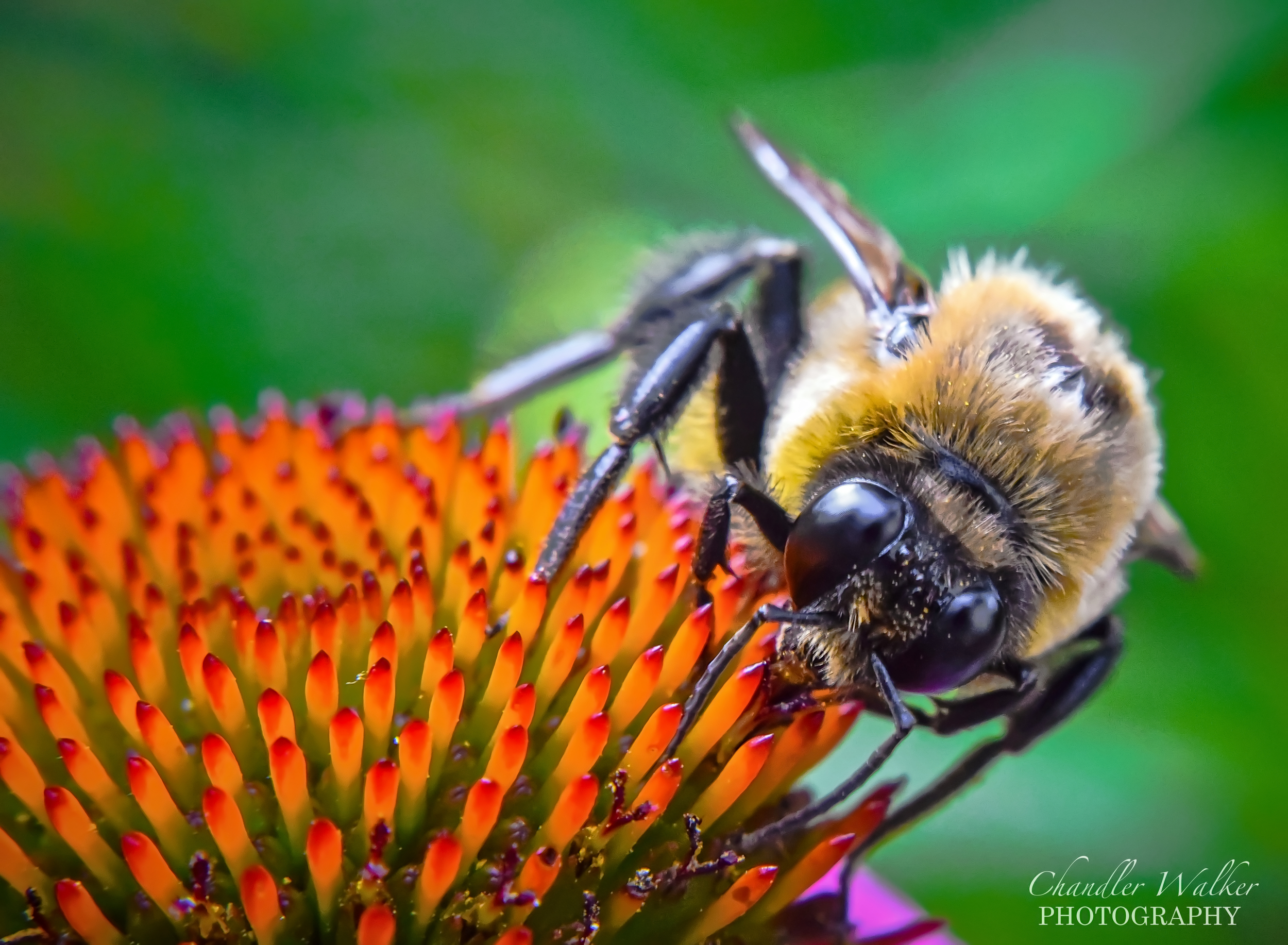 Feeding Bumblebee