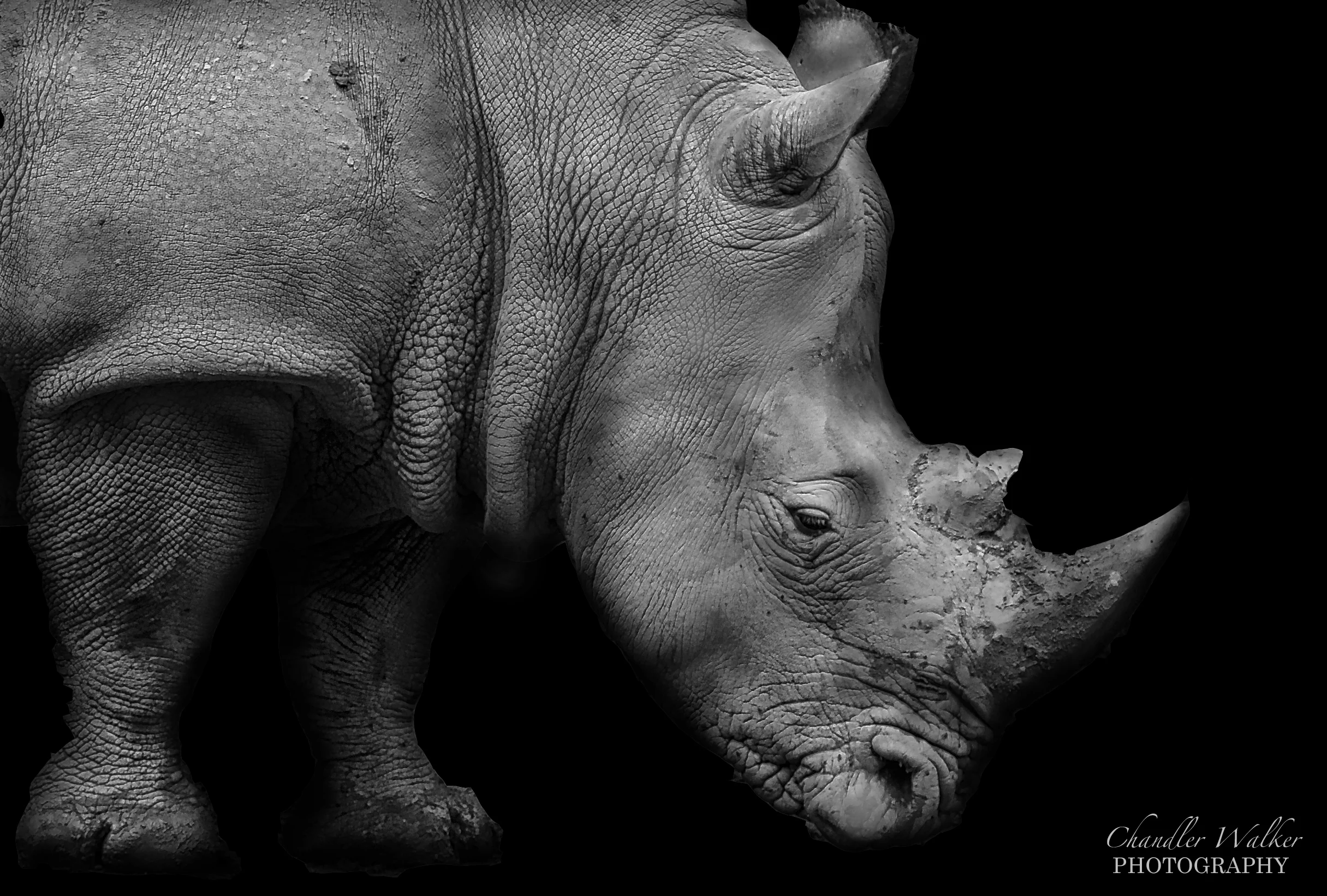 Rhino on Black