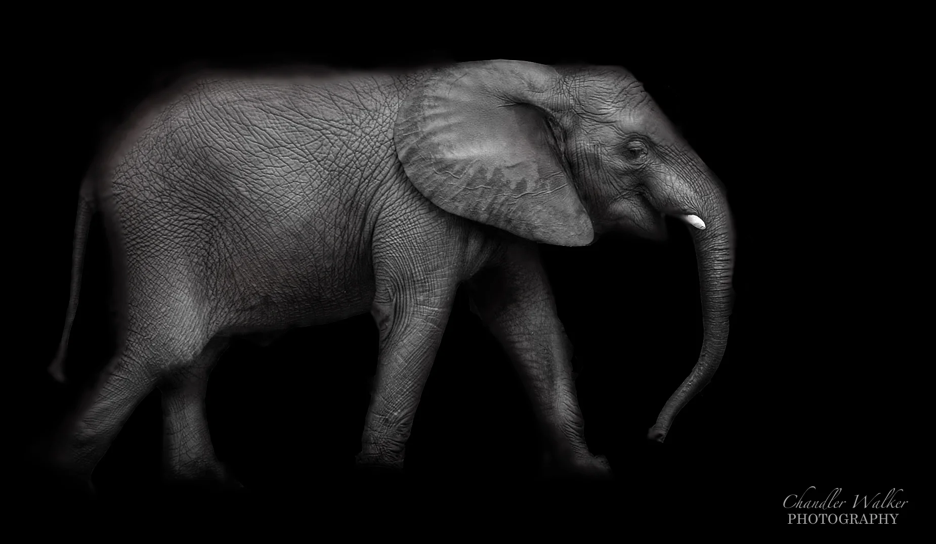 Elephant on Parade