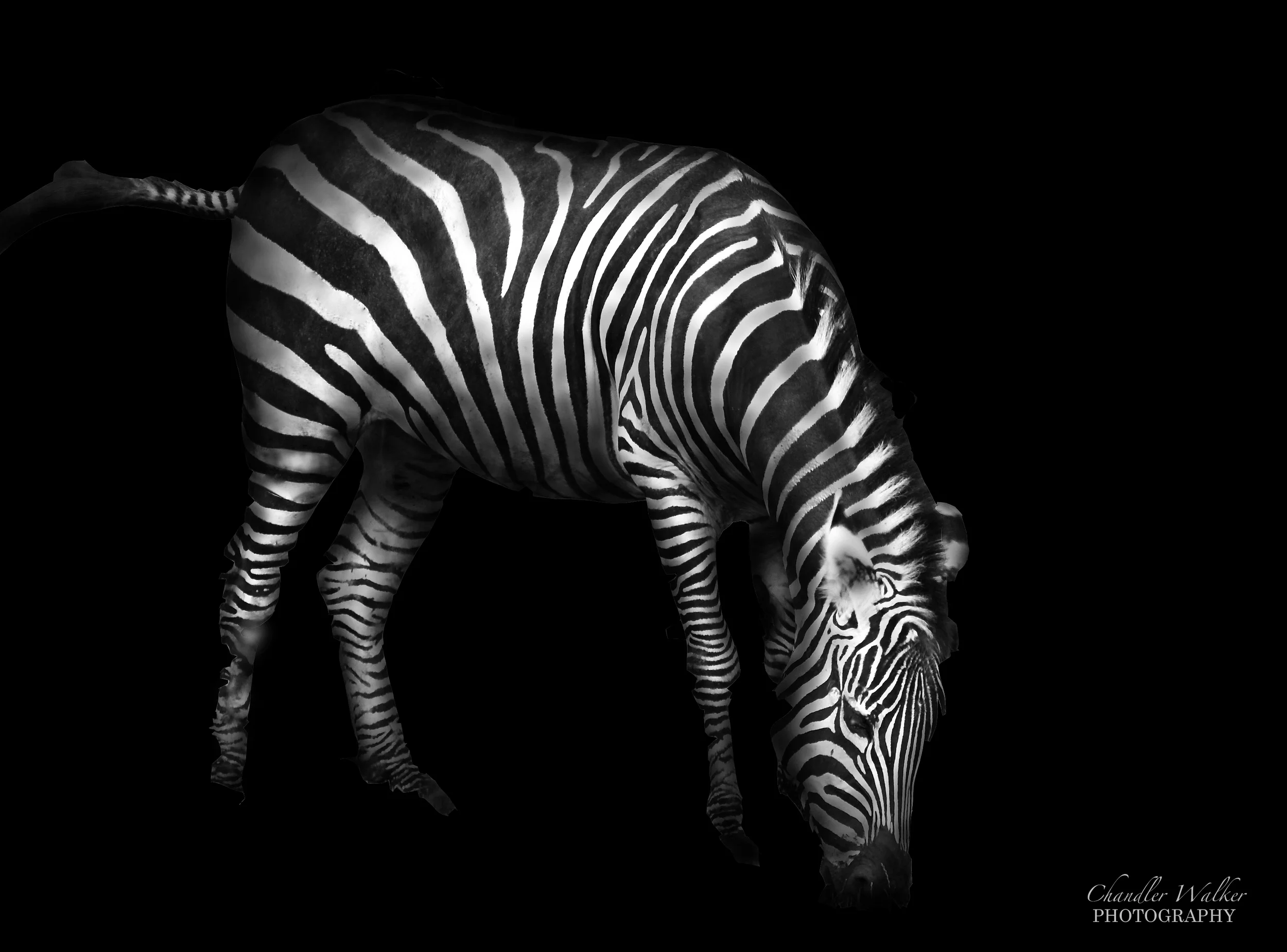 Feeding Zebra